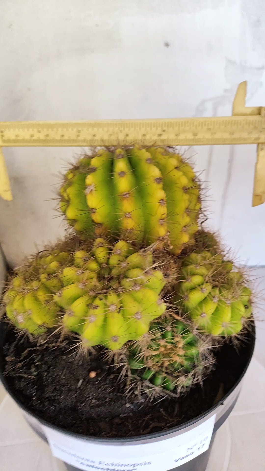 Matriz Cacto Echinopsis calochlora "Colonia" Nº 10 - vaso 17