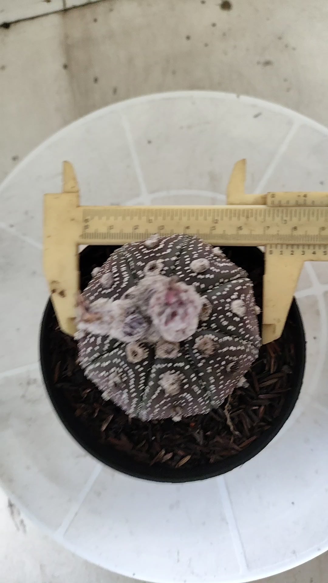 MATRIZ ASTROPHYTUM ASTÉRIAS "Purple - Star Shape" Nº 1387 – vaso 11