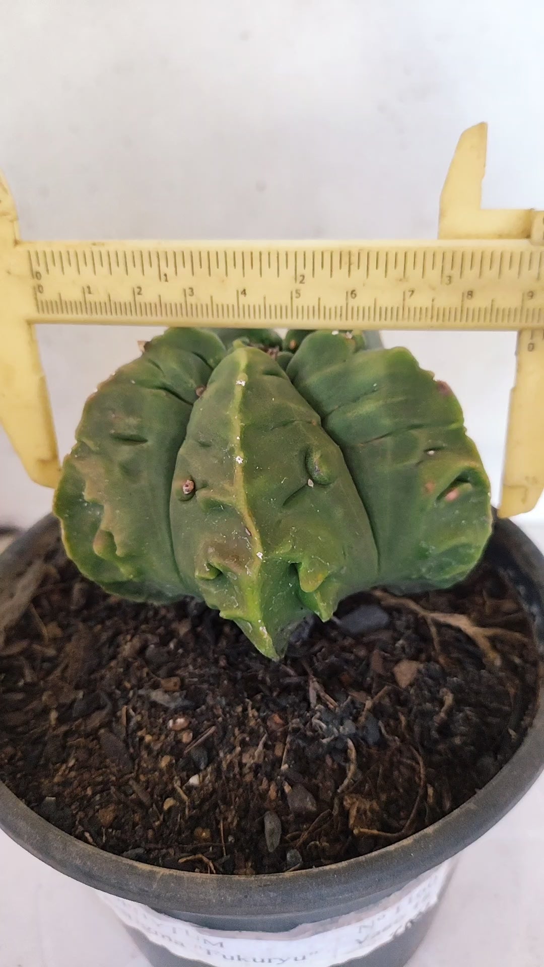 MATRIZ ASTROPHYTUM Myriostigma FUKURYU Nº 1160 – vaso 15
