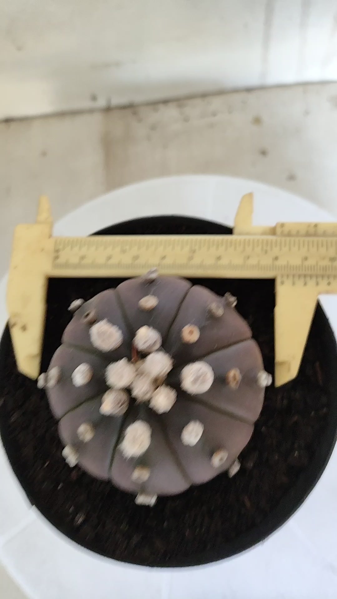 ASTROPHYTUM ASTERIAS “Purple”  Nº 1260 – vaso 15
