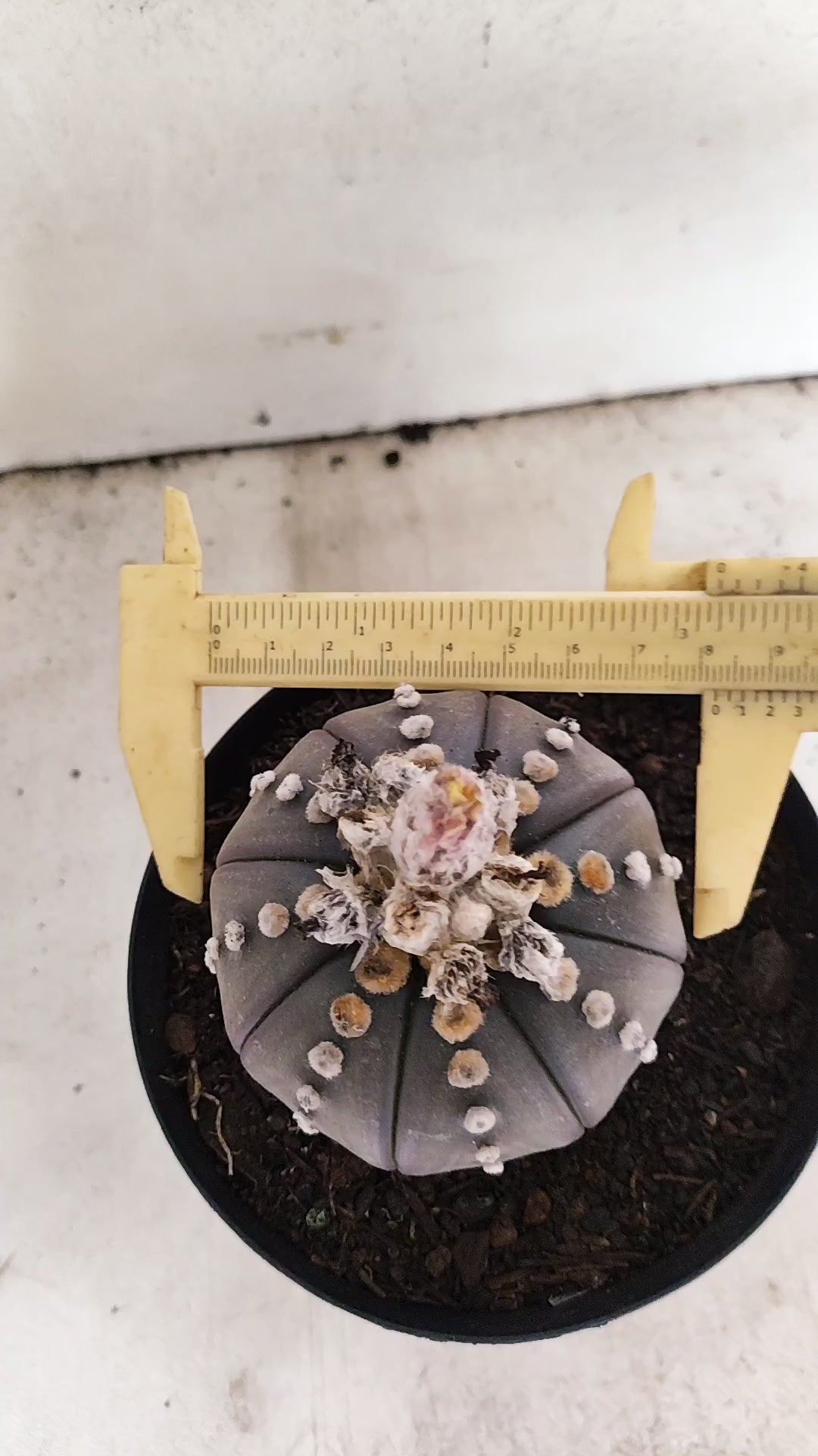 MATRIZ ASTROPHYTUM ASTERIAS “Purple”  Nº 66 – vaso 15