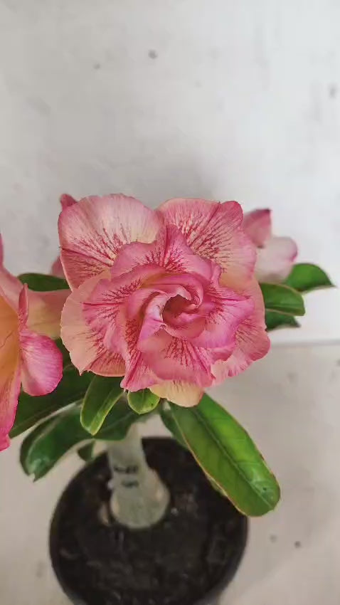 ENXERTO 12588 – 20cm (cor LM 1013)