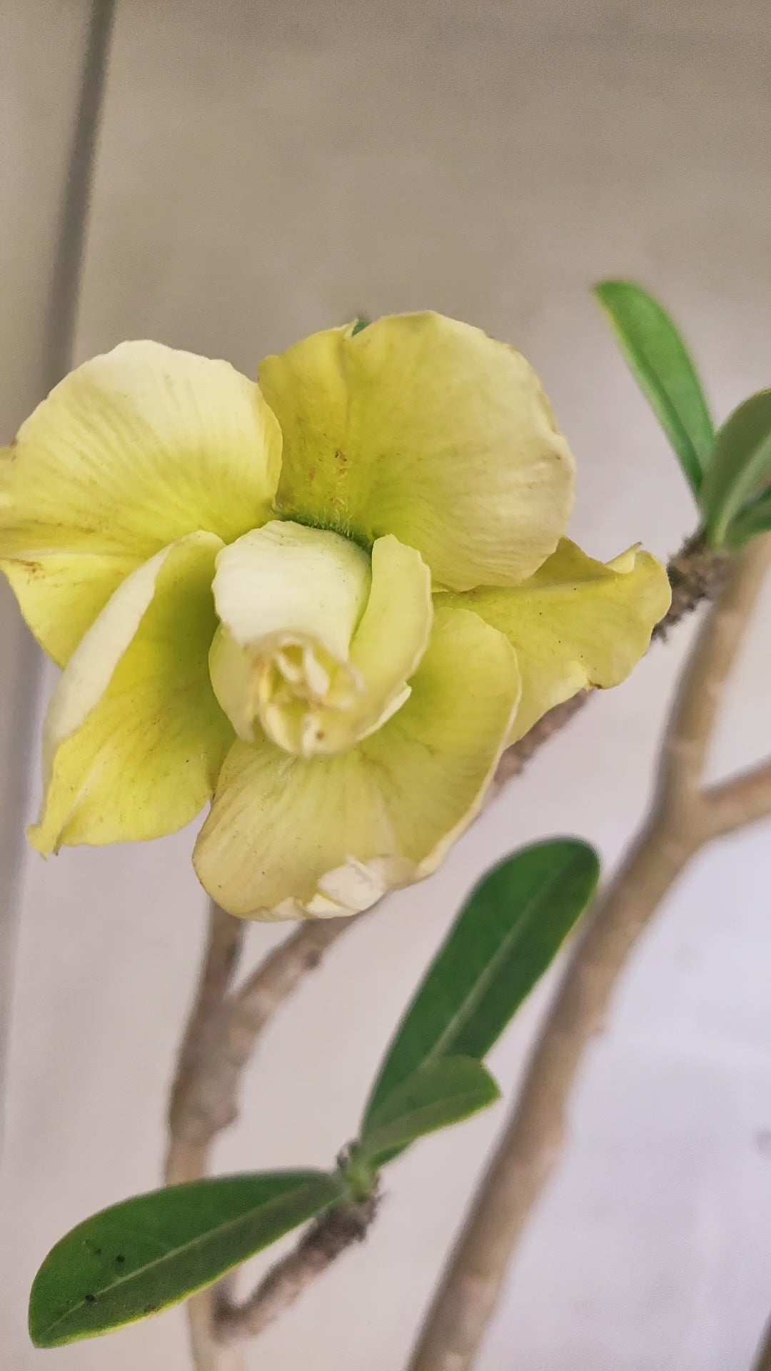 Planta Dobrada 3974 – 35cm – 03 anos