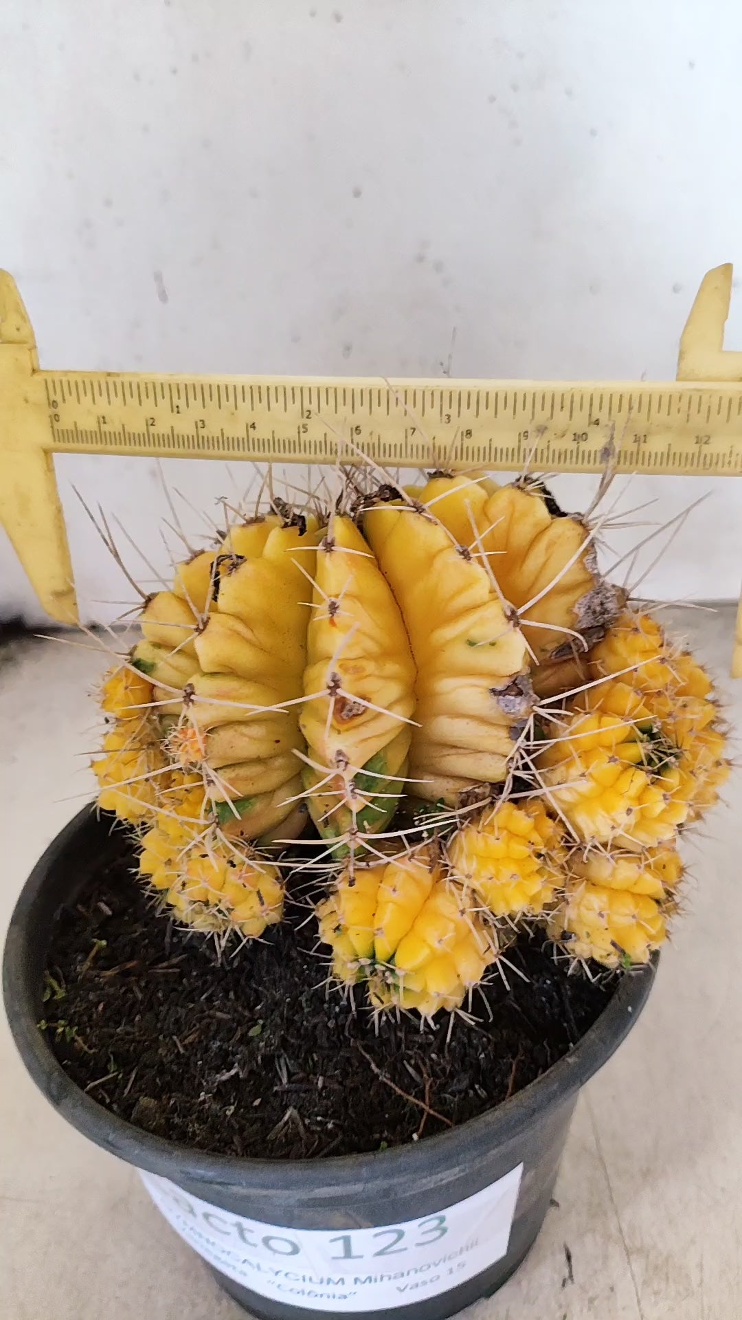GYMNOCALYCIUM Mihanovichii Variegata "COLONIA"  Nº 123 – vaso 15