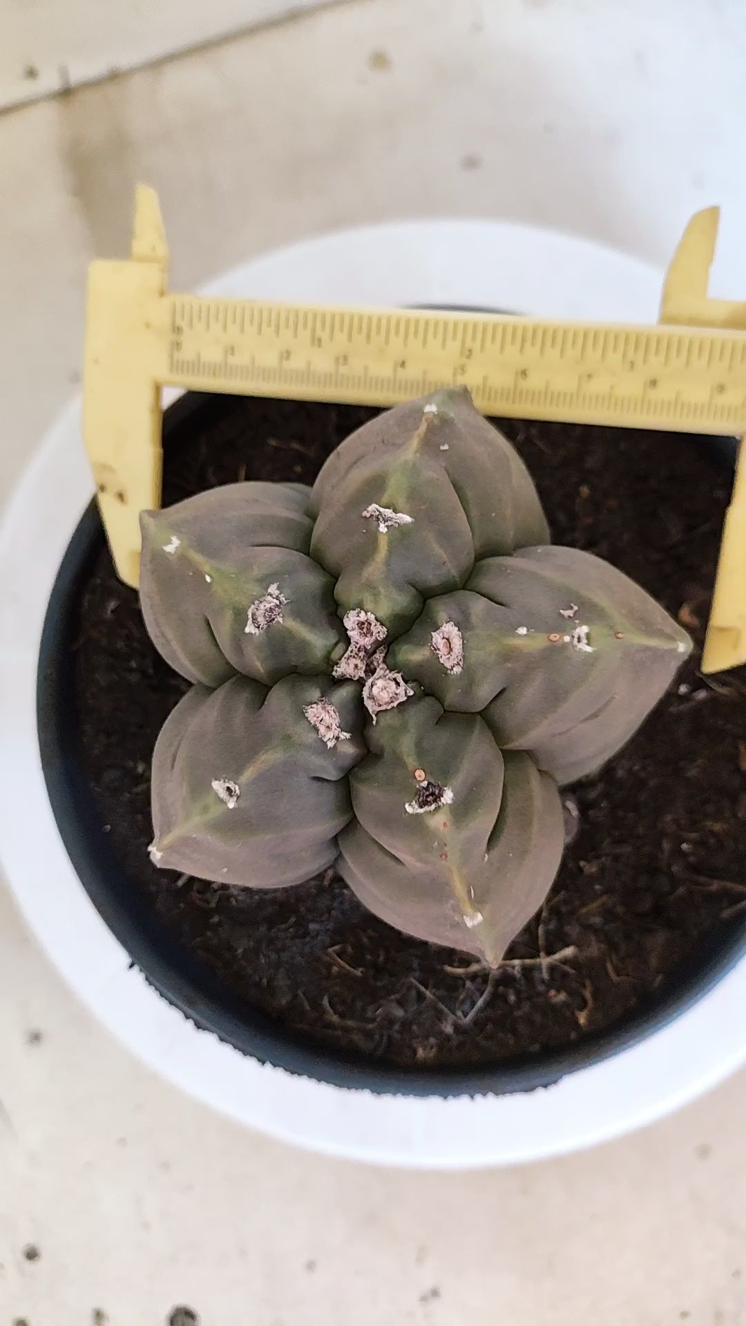 MATRIZ ASTROPHYTUM cv KIKKO   Nº 1268 – vaso 15