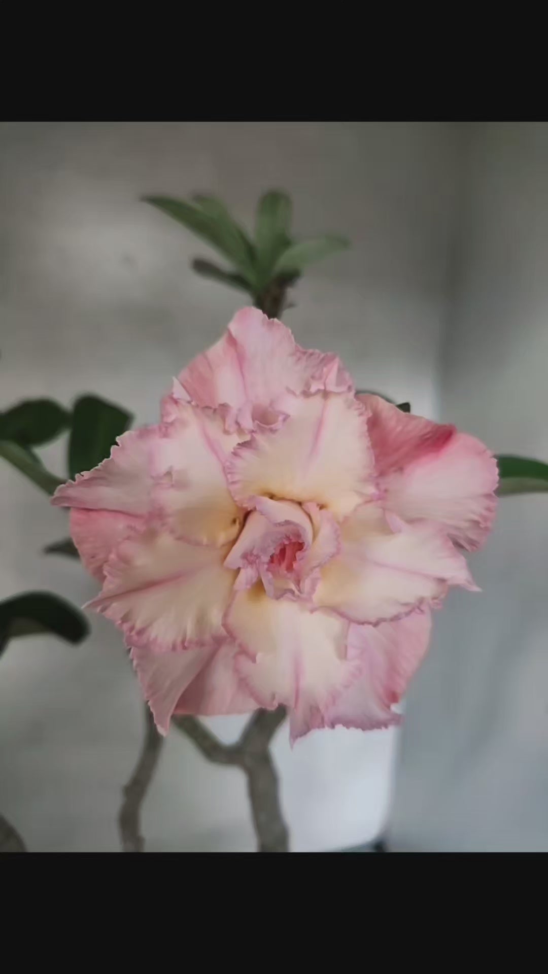 Planta Dobrada 3839 – 40cm – 03 anos
