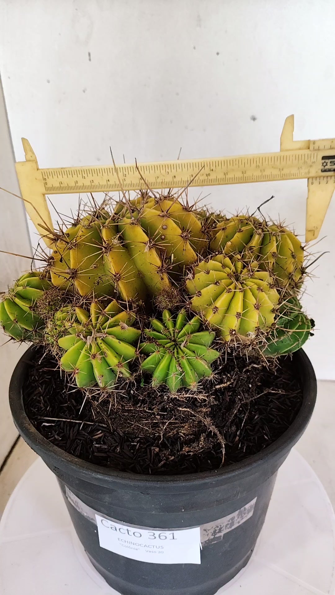 Cactos ECHINOCACTUS  "Colônia"  Nº 361 – vaso 20