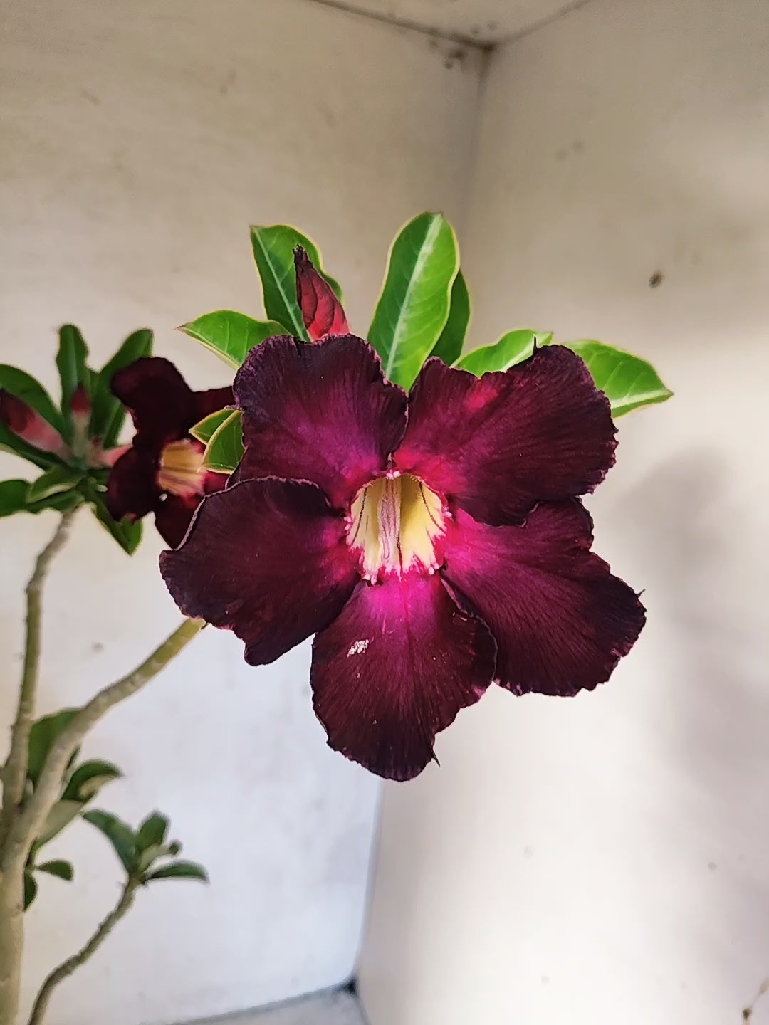 Planta Simples 3033 – 40cm – 03 anos
