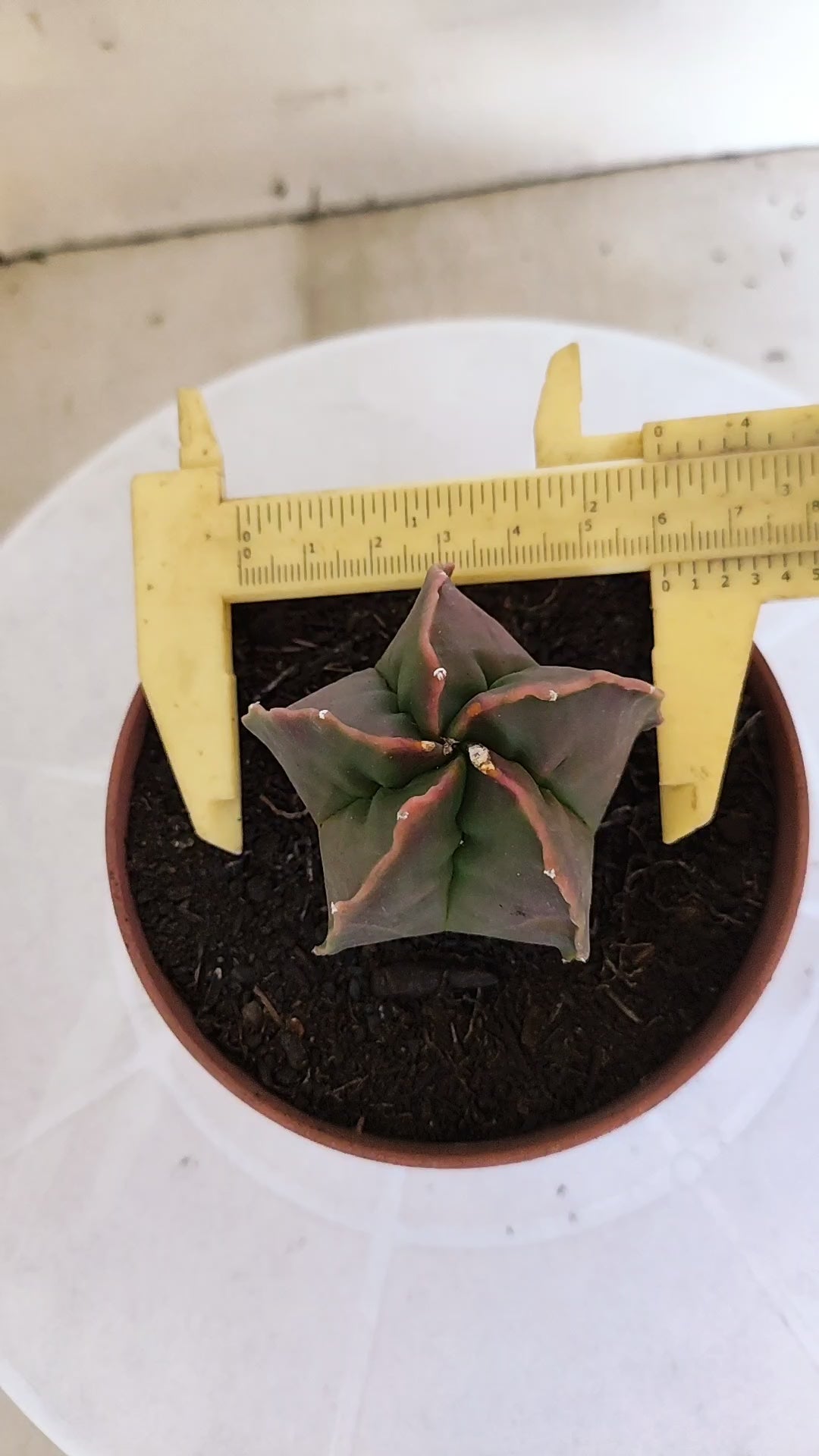ASTROPHYTUM cv KIKKO  Nº 1204 – vaso 11
