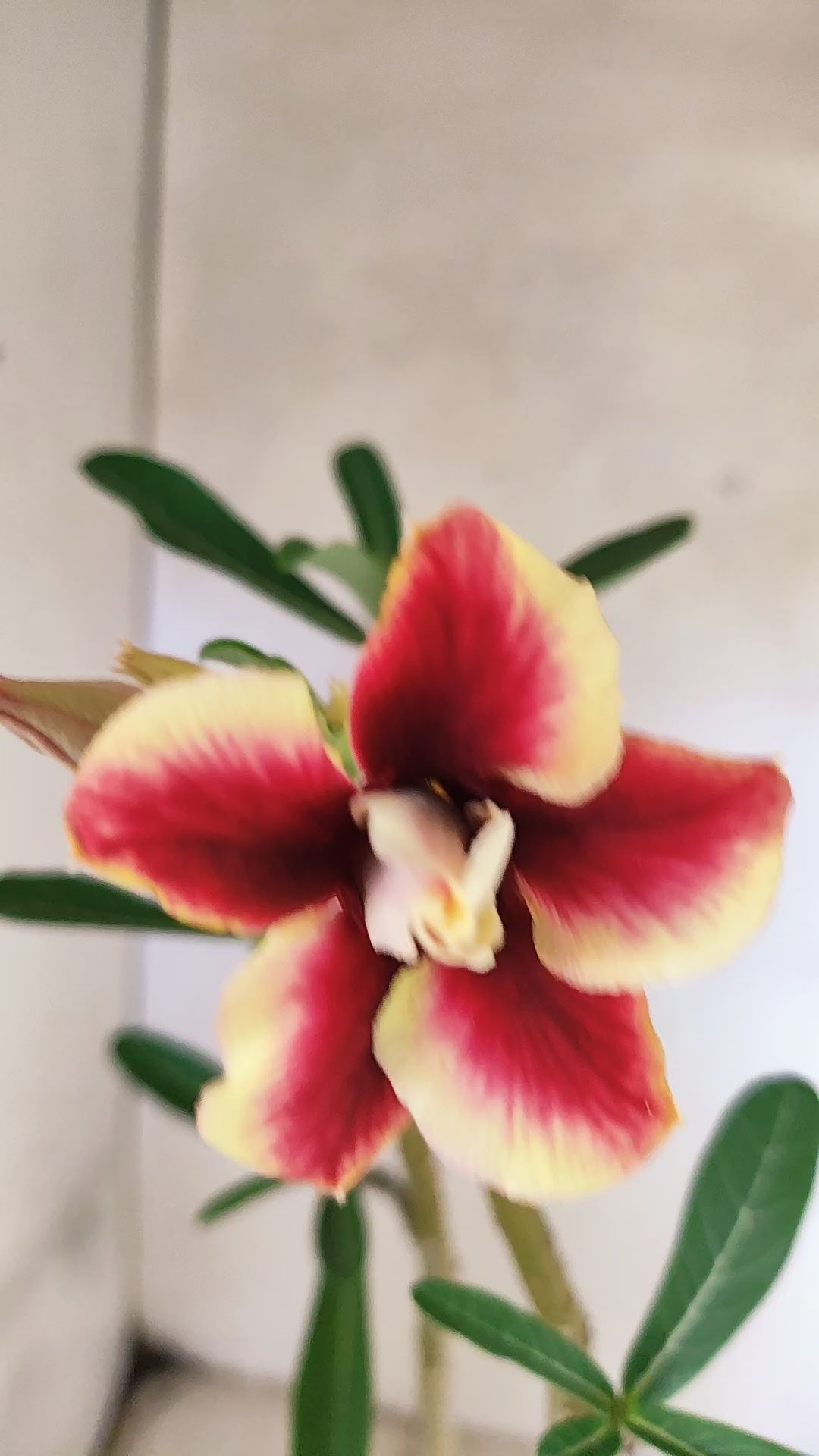 Planta Dobrada 3937 – 35cm – 02 anos