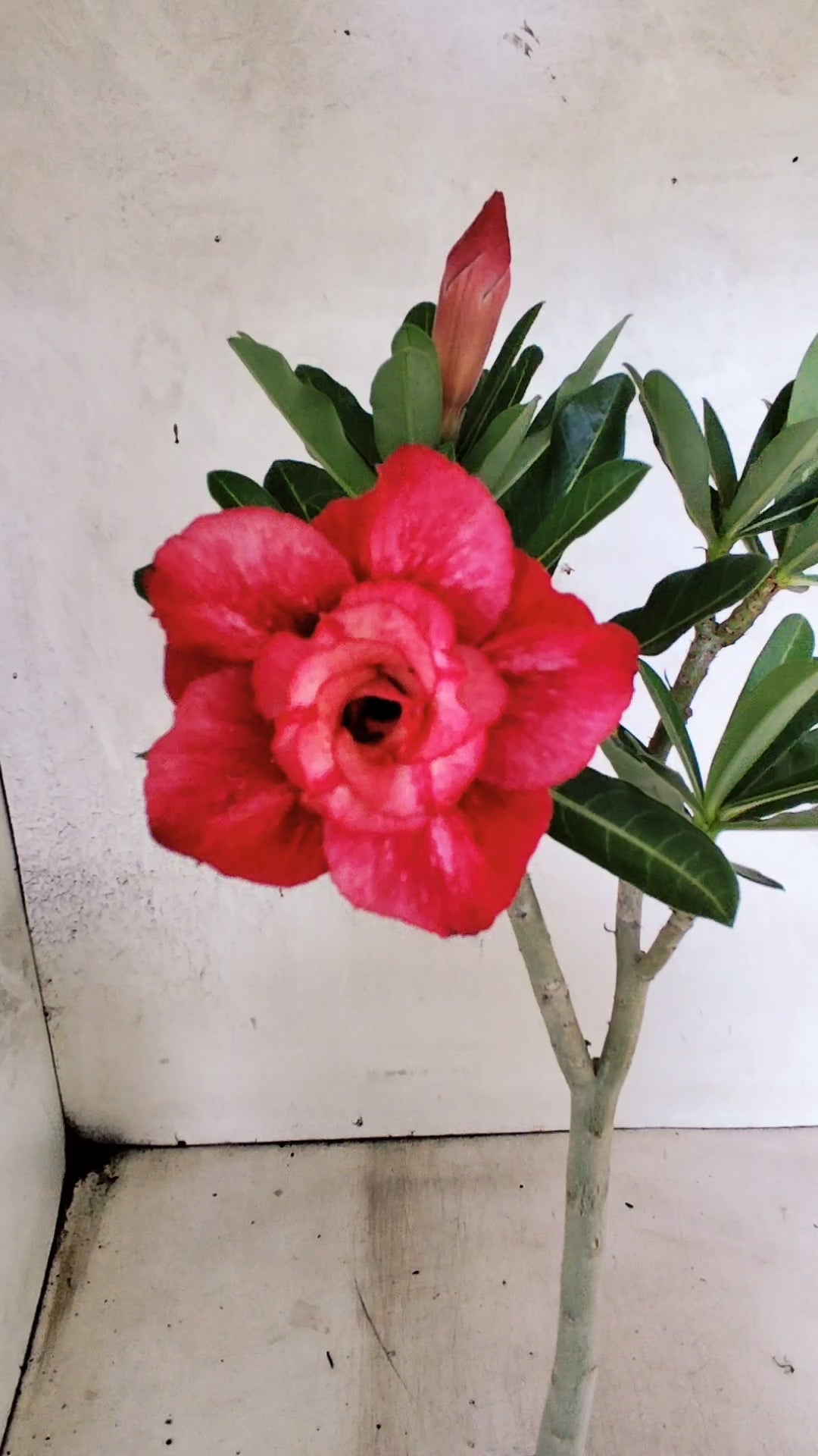 Planta Dobrada 3898 – 30cm – 02 anos
