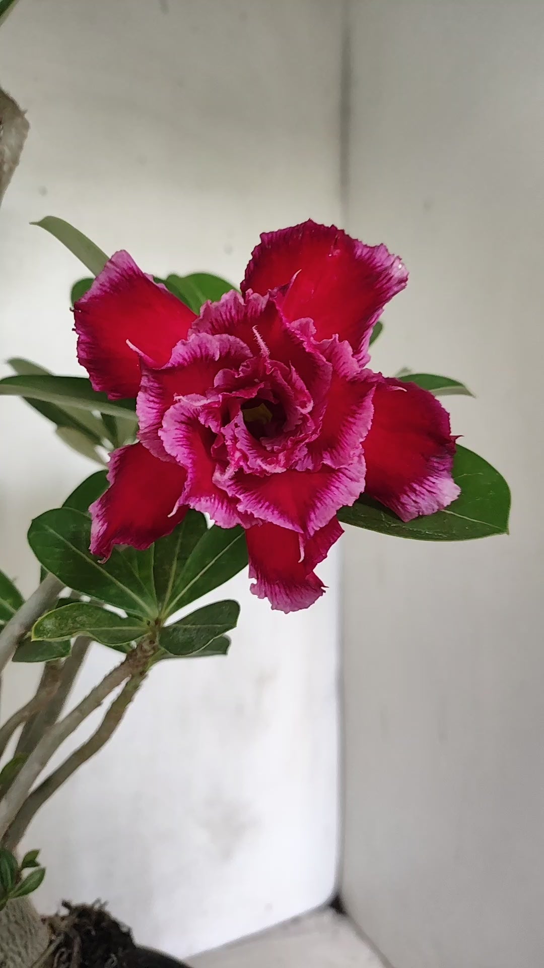 Planta Dobrada 4077 –  35cm – 03 anos - Vaso 15