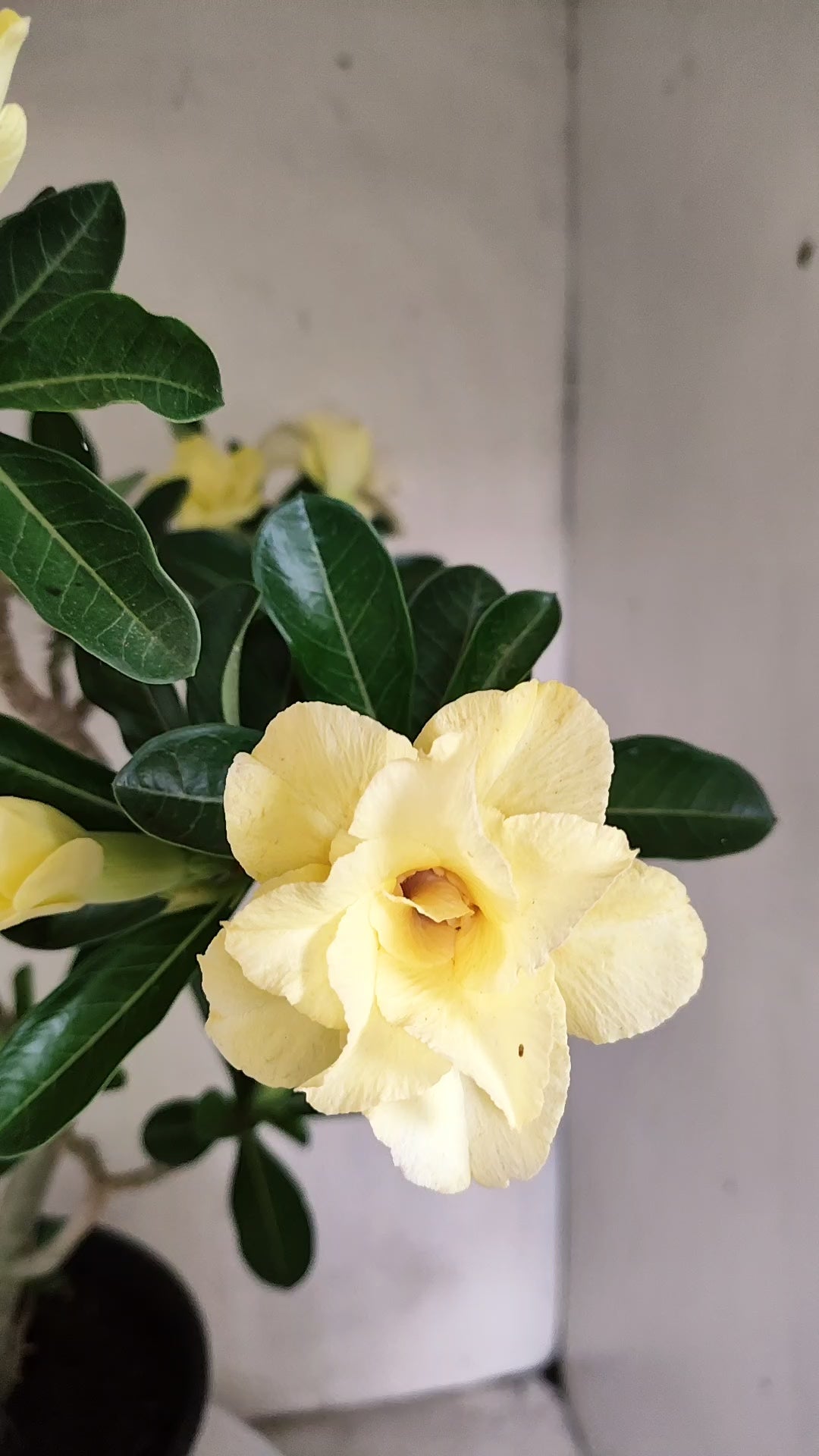 Planta Dobrada 4087 –  50cm – 03 anos - Vaso 17