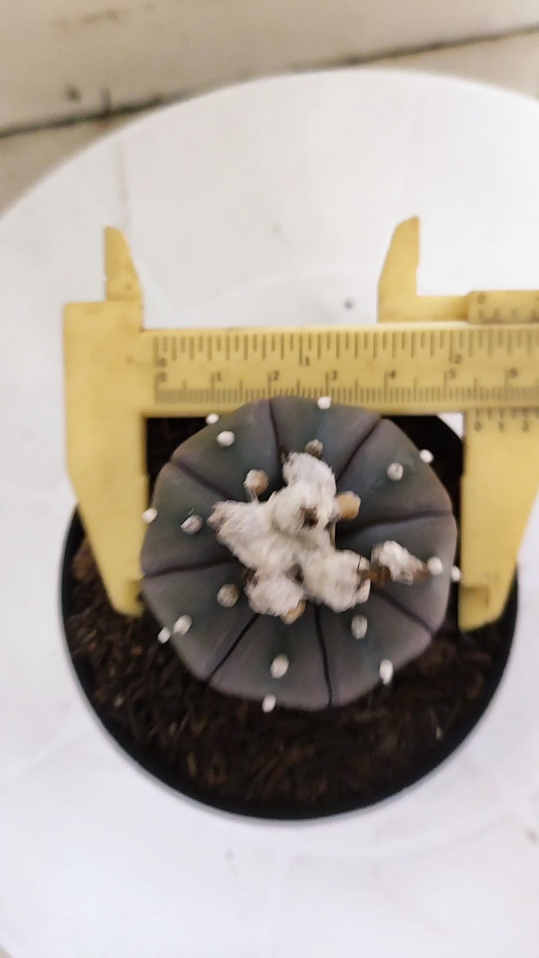 MATRIZ ASTROPHYTUM ASTÉRIAS "Purple" Nº 266 – vaso 09