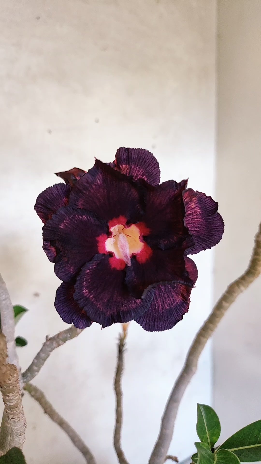 Planta Dobrada 3347 – 45cm – 4 anos