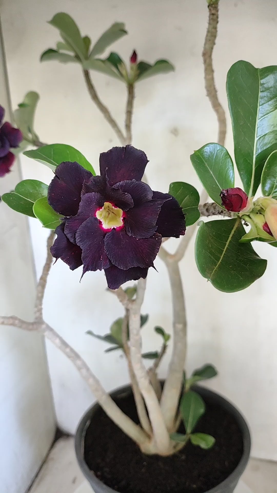 MATRIZ Planta Dobrada 273 –  50cm – 03 anos - Vaso 20