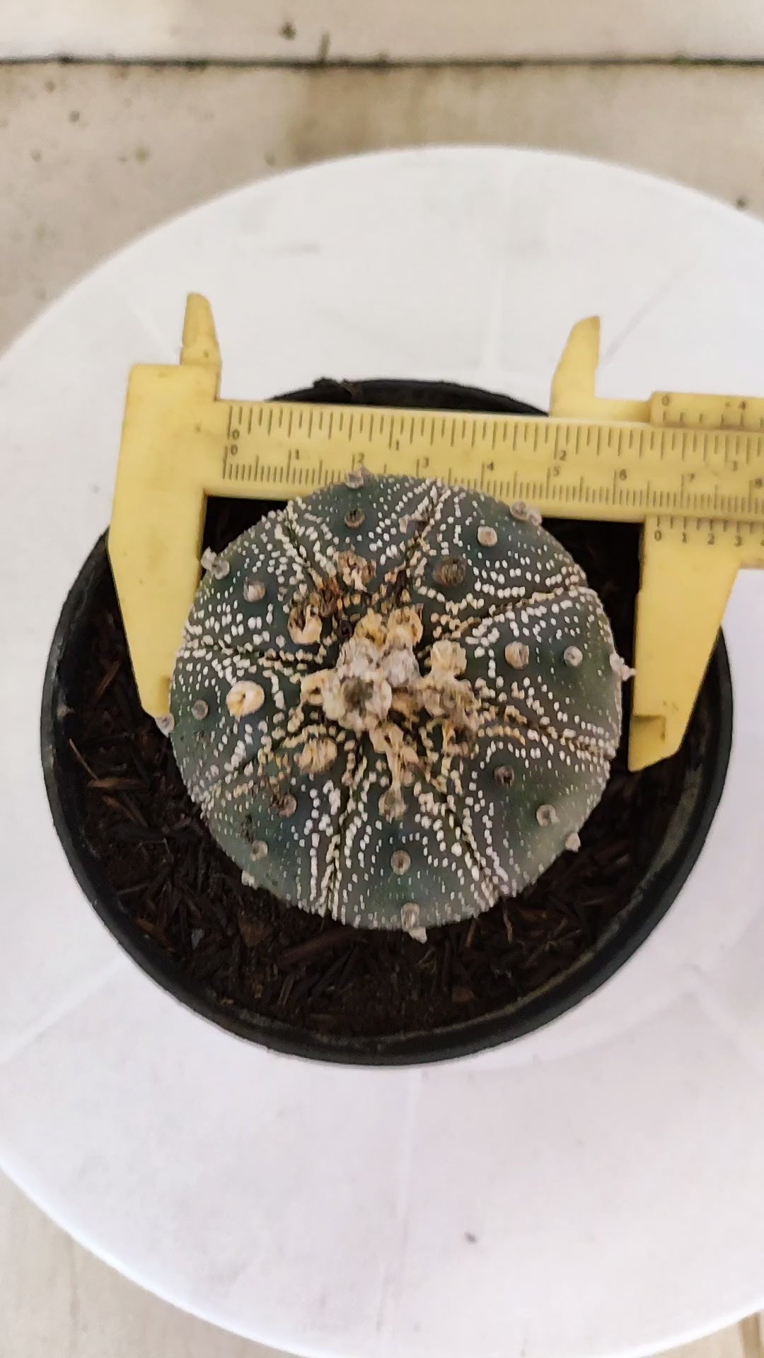 MATRIZ ASTROPHYTUM ASTÉRIAS "Purple" Nº 1089 – vaso 11