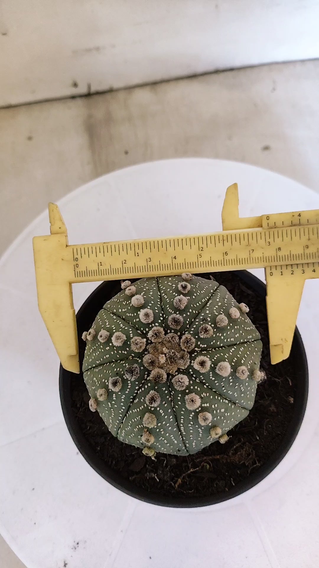 ASTROPHYTUM ASTERIAS STAR SHAPE Nº 1102 – vaso 11