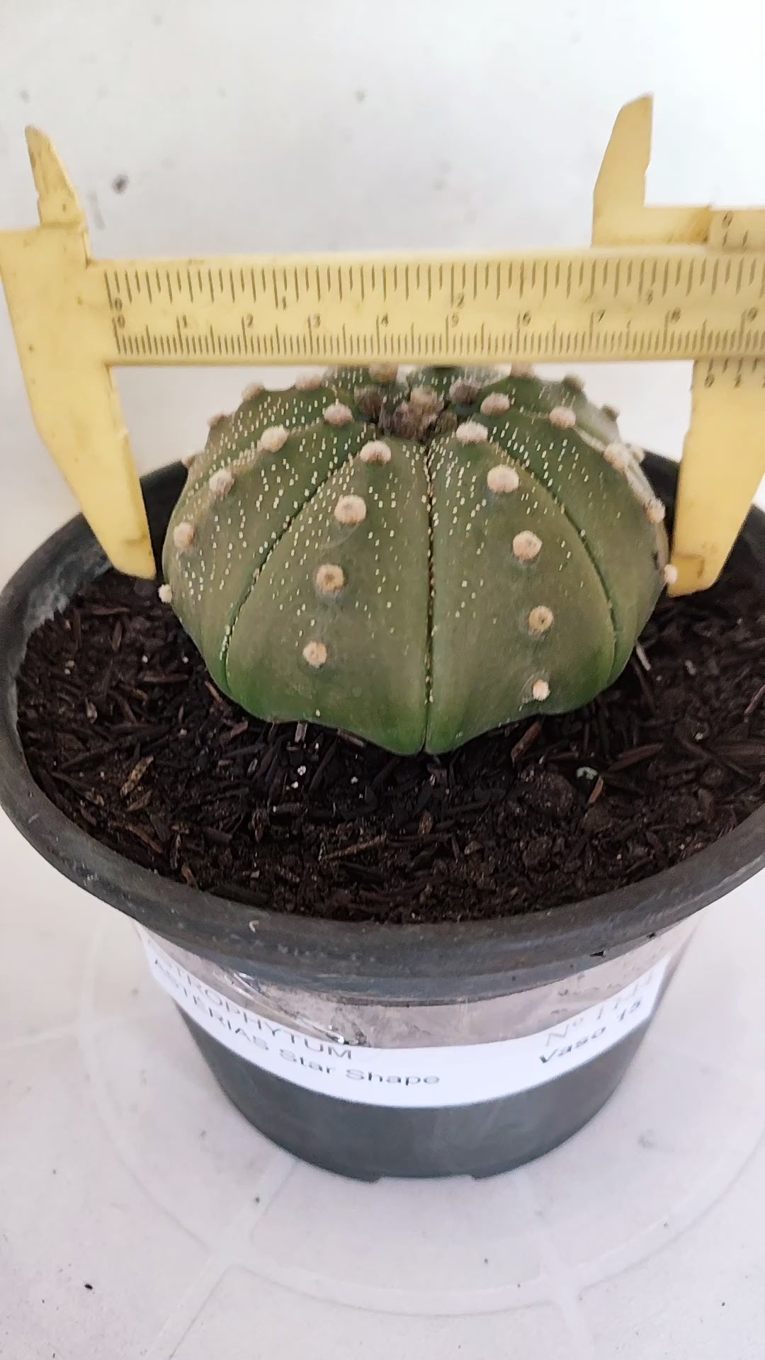 ASTROPHYTUM ASTERIAS "STAR SHAPE"   Nº 1144 – vaso 15