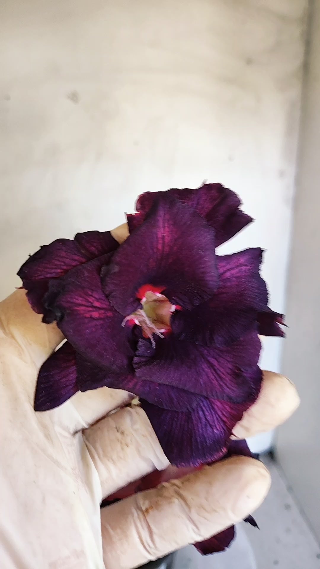 Planta Dobrada 4000 – 35cm – 03 anos - Vaso 15