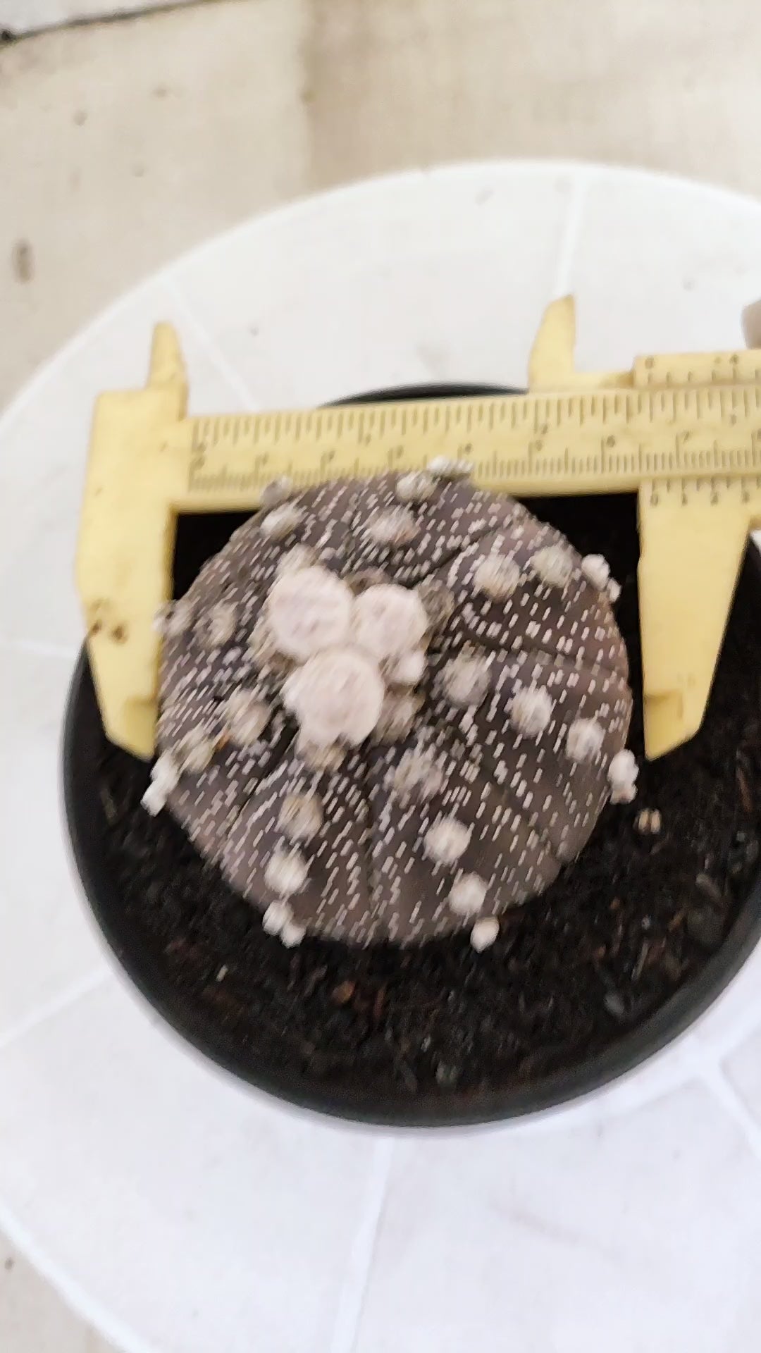 ASTROPHYTUM ASTERIAS "SUPER KABUTO - Purpke"  Nº 1410 – vaso 11