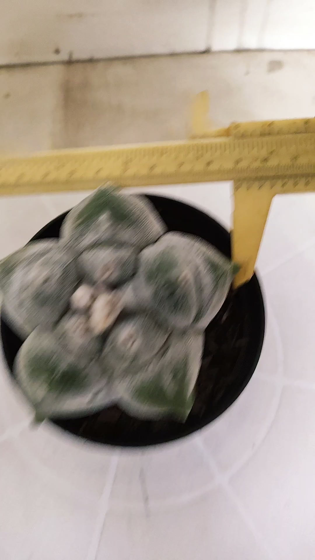 MATRIZ ASTROPHYTUM cv KIKKO   Nº 466 – vaso 11