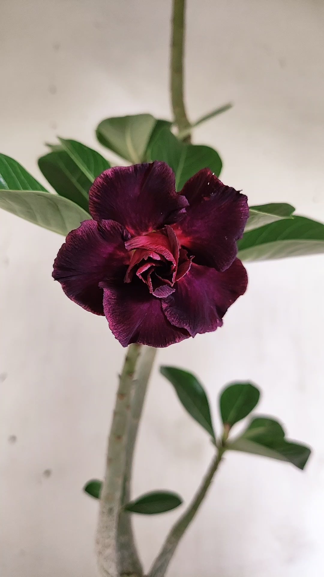 Planta Dobrada 4066 –  35cm – 03 anos - Vaso 15