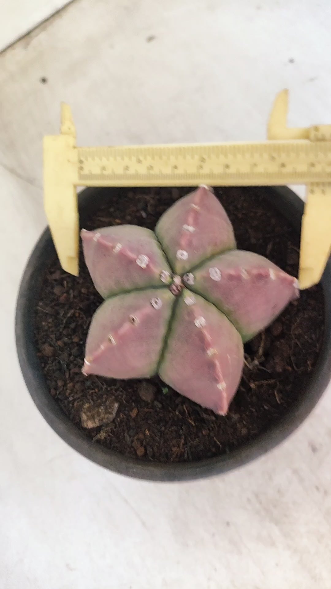 ASTROPHYTUM MYRIOSTIGMA  Nº 1193 – vaso 15