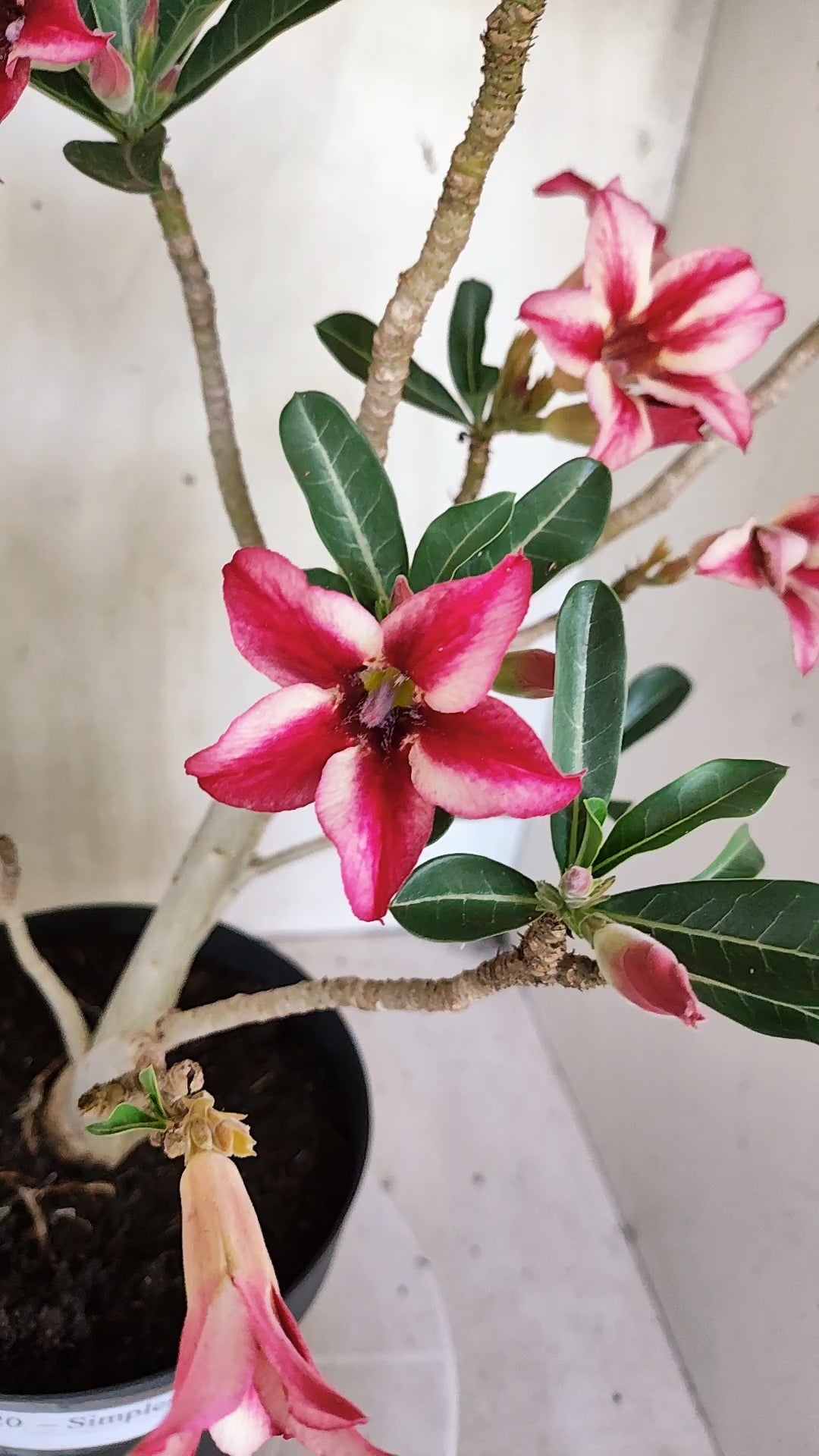 Planta Simples 3620 – 40cm – 03 anos - vaso 17