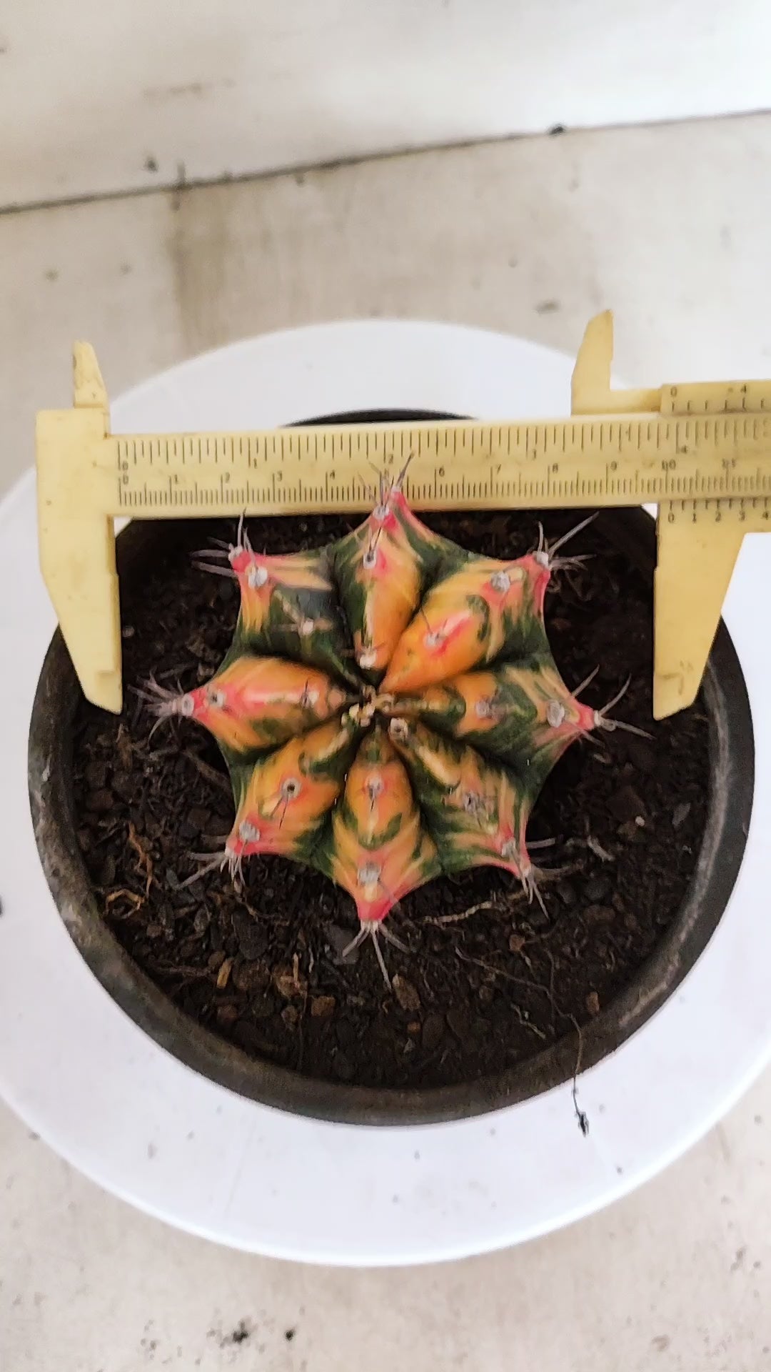 GYMNOCALYCIUM Mihanovichii "Variegata" Nº 157 – vaso 15