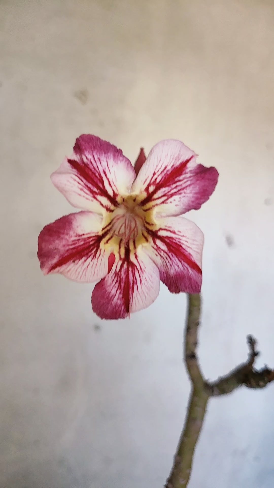 Planta Simples 3581  – 35cm – 03 anos