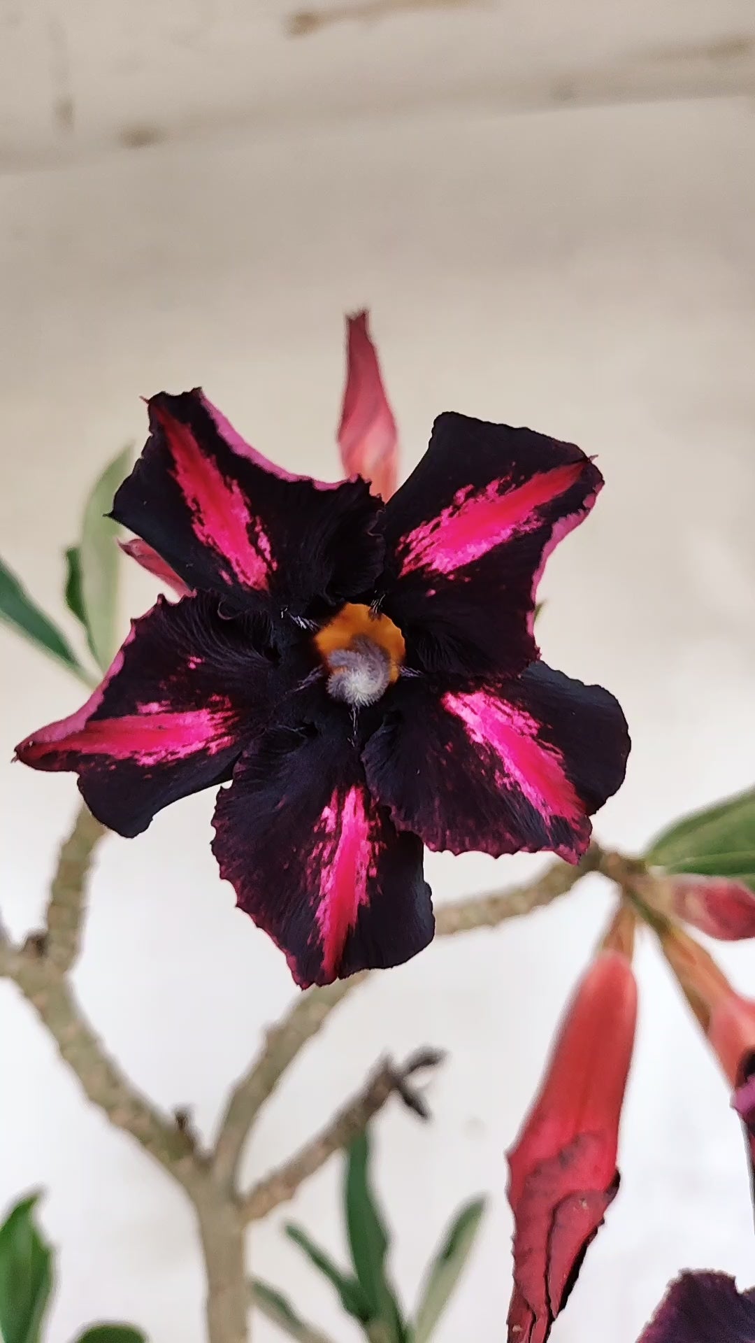 Planta Simples 3596 – 35cm – 03 anos