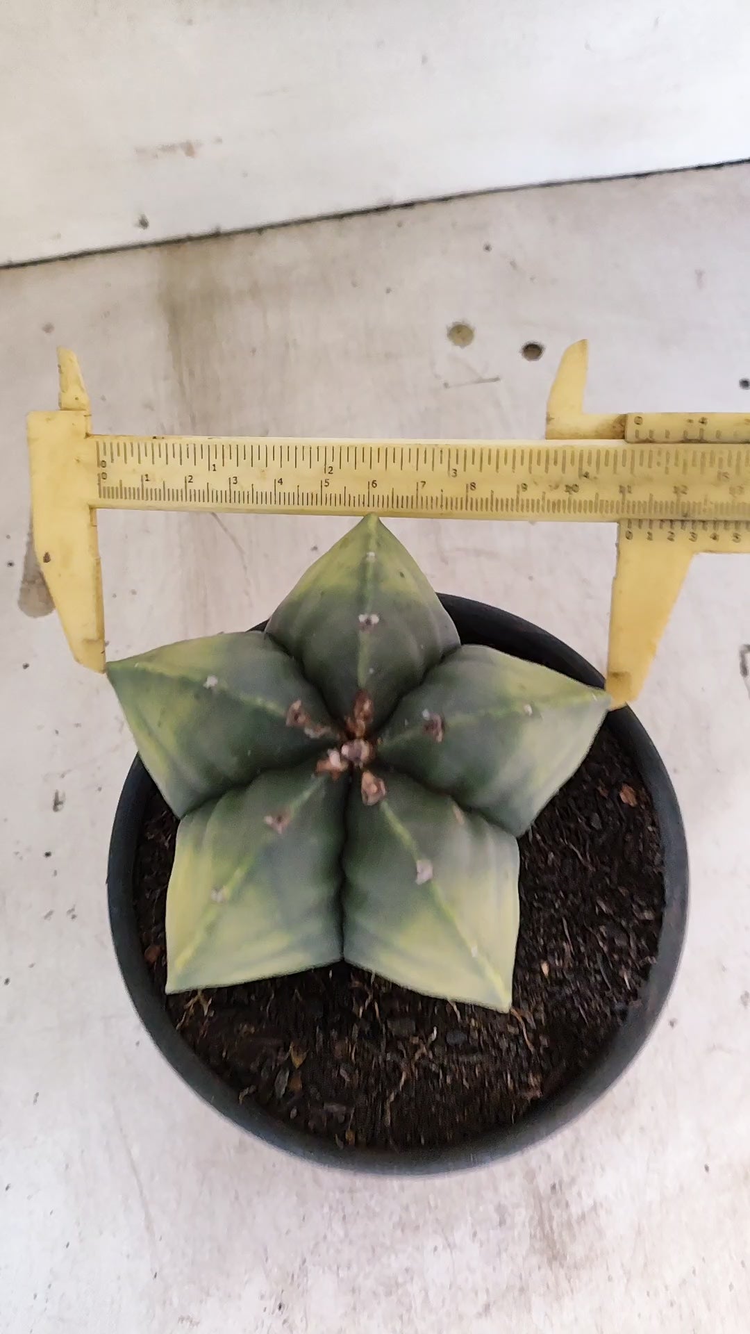 MATRIZ ASTROPHYTUM Myriostigma "Variegata" Nº 50 – vaso 15