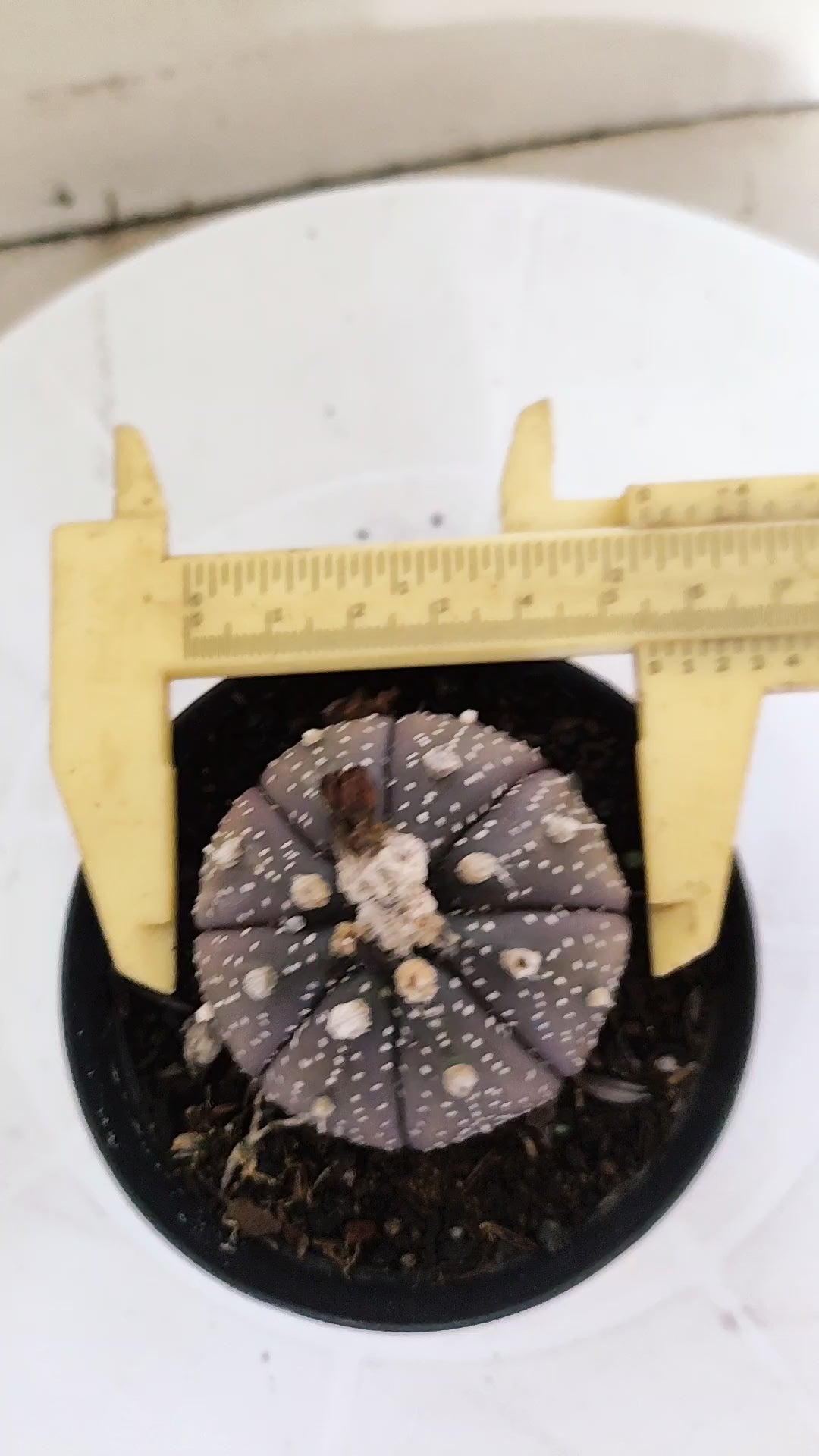 MATRIZ ASTROPHYTUM ASTÉRIAS "Purple" Nº 265 – vaso 09
