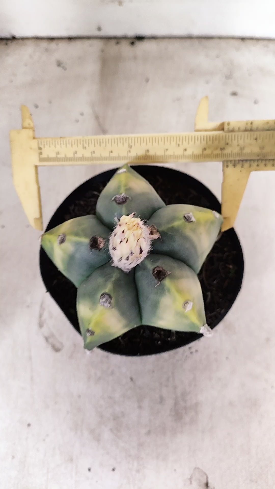 ASTROPHYTUM MYRIOSTIGMA "Variegata"  Nº 60 – vaso 15