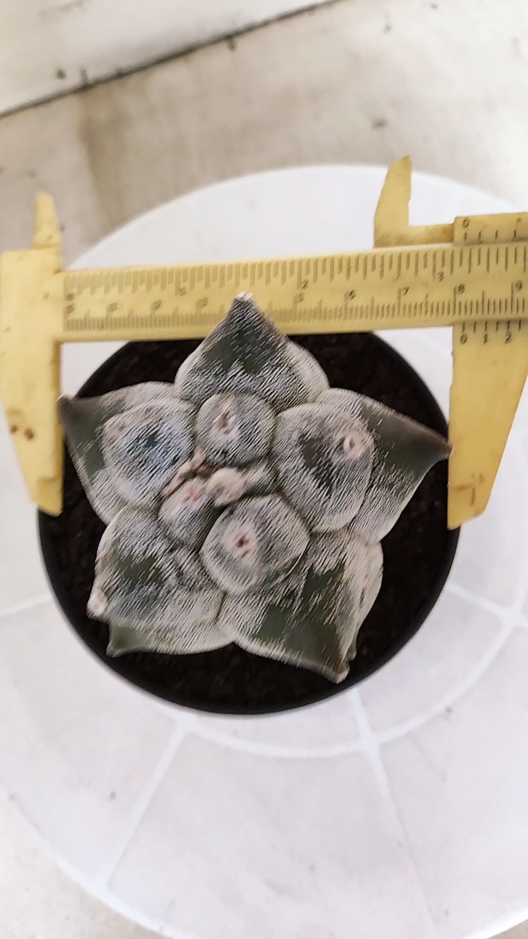 MATRIZ ASTROPHYTUM cv KIKKO   Nº 21 – vaso 11