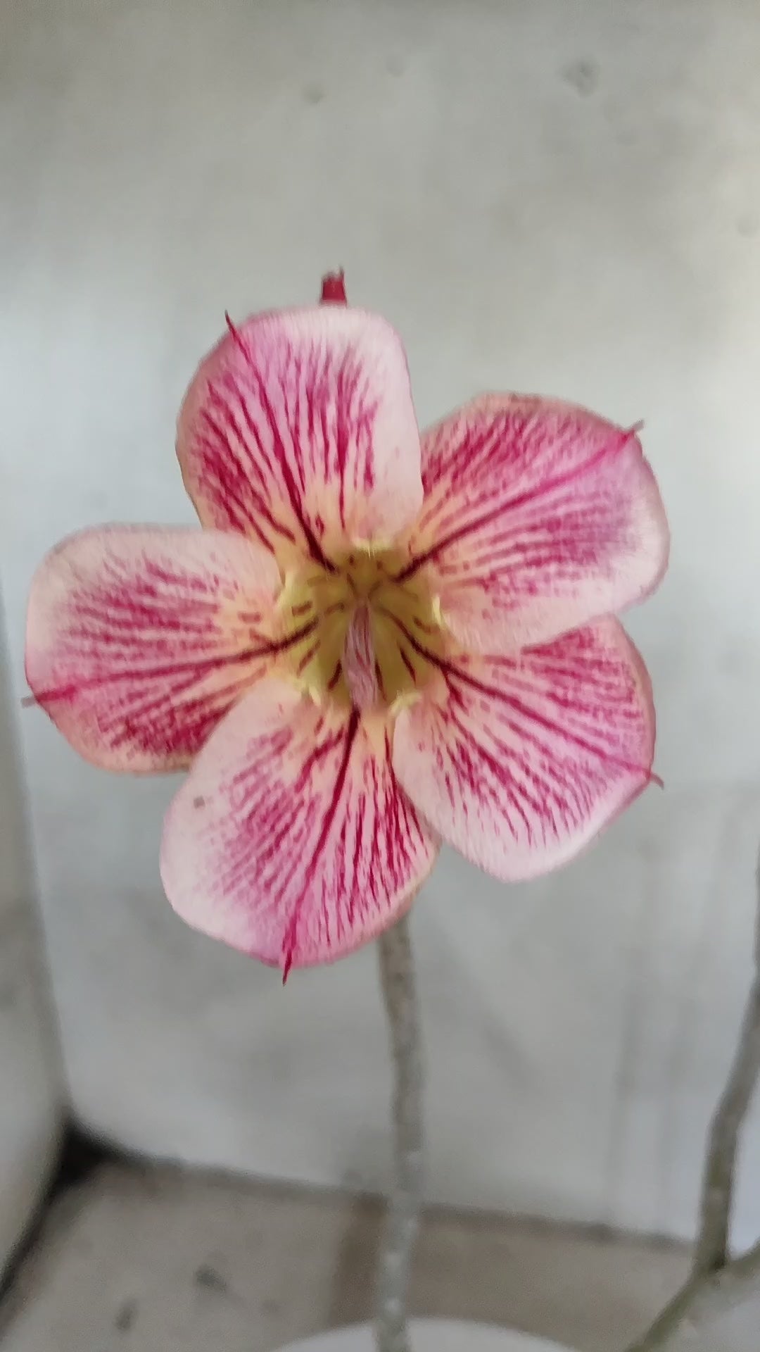 Planta Simples 3588 – 30cm – 02 anos