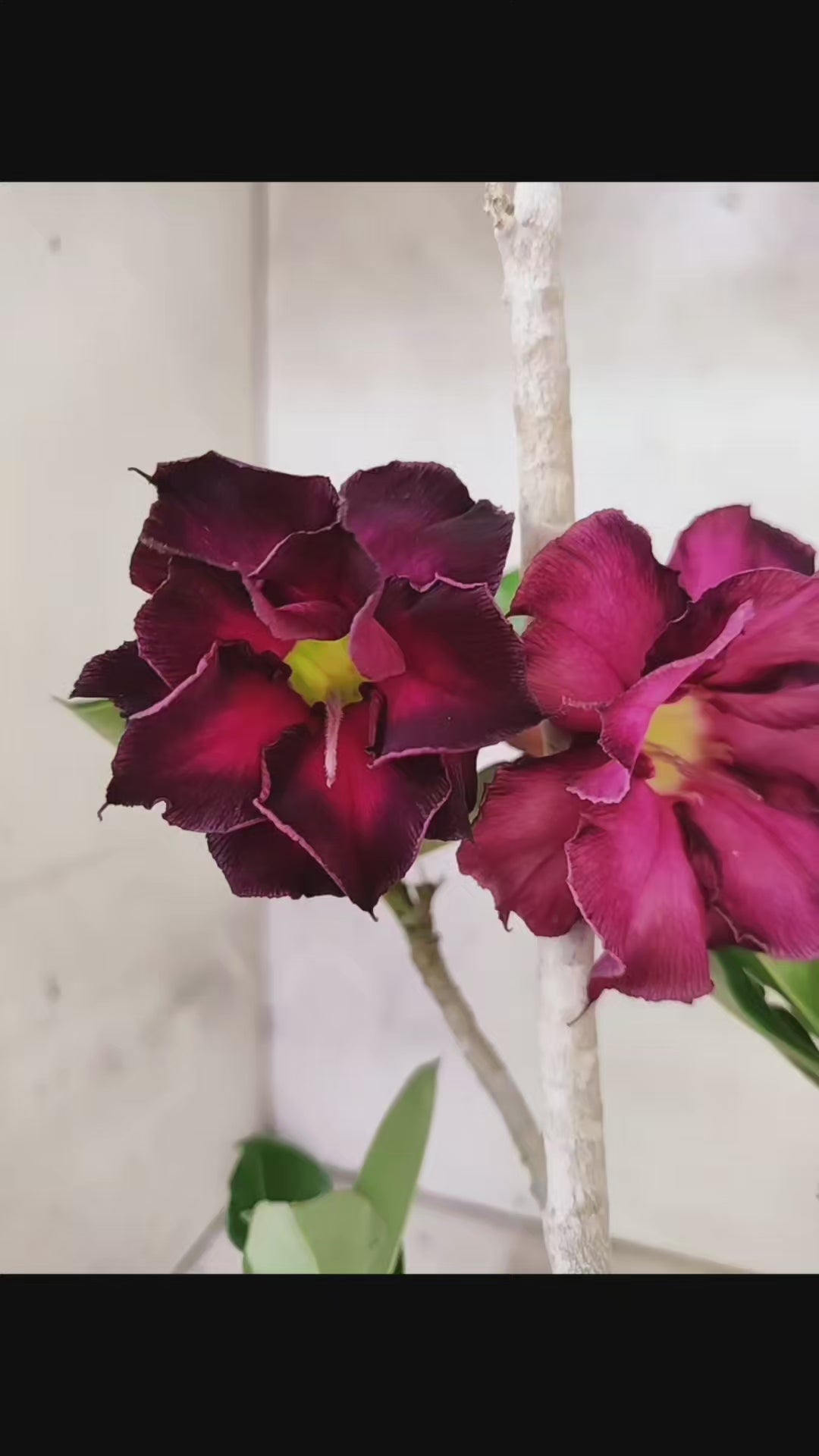 Planta Dobrada 3809 – 35cm – 03 anos