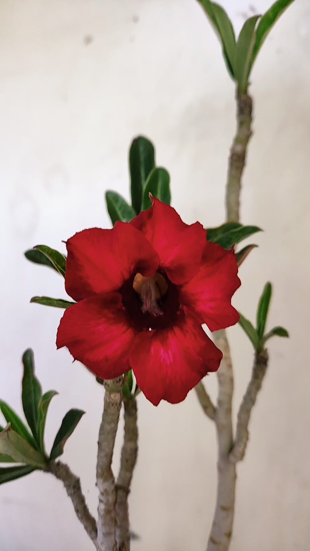 Planta Simples 3658 – 30cm – 02 anos - vaso 15