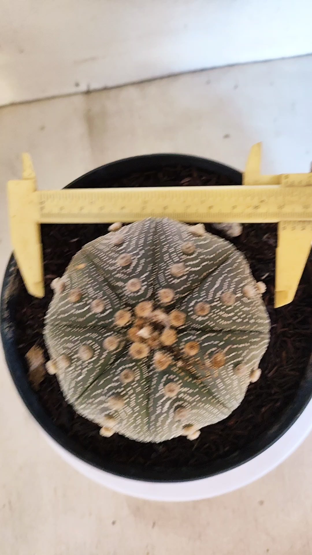 ASTROPHYTUM ASTERIAS STAR SHAPE Nº 180 – vaso 17