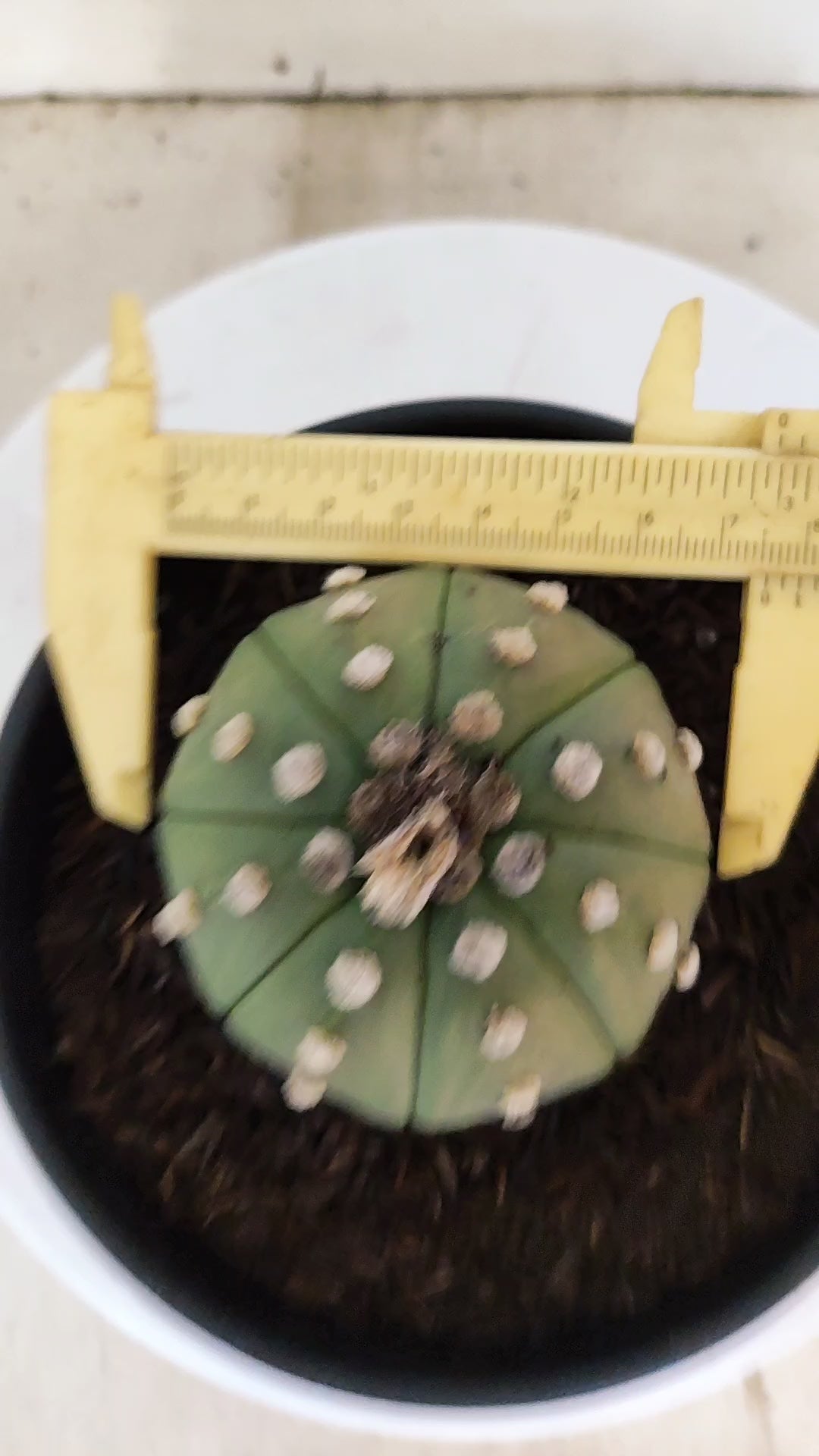 ASTROPHYTUM ASTERIAS "STAR SHAPE - Nudum"   Nº 1084 – vaso 15