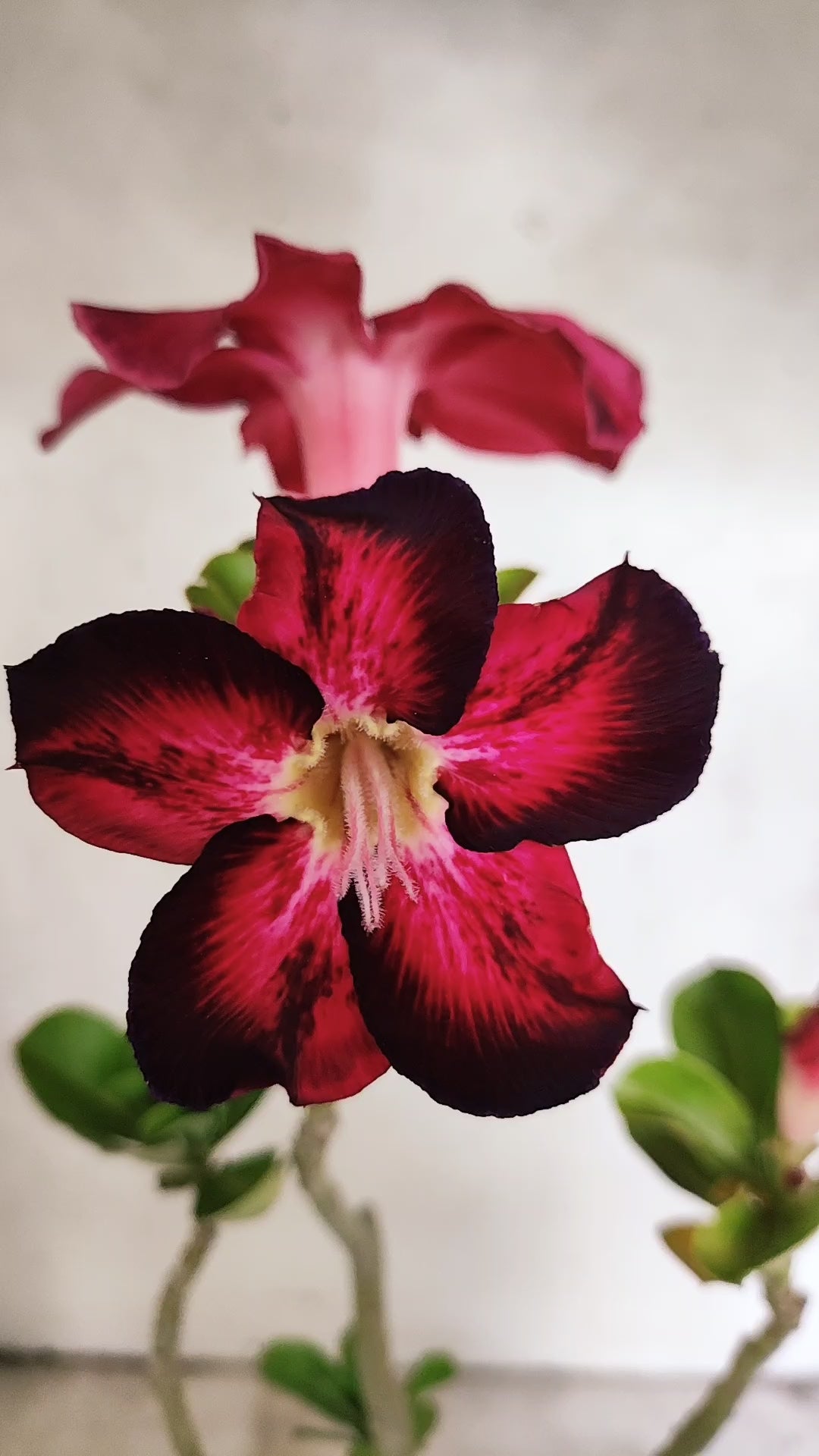 Planta Simples 3445 – 35cm – 03 anos