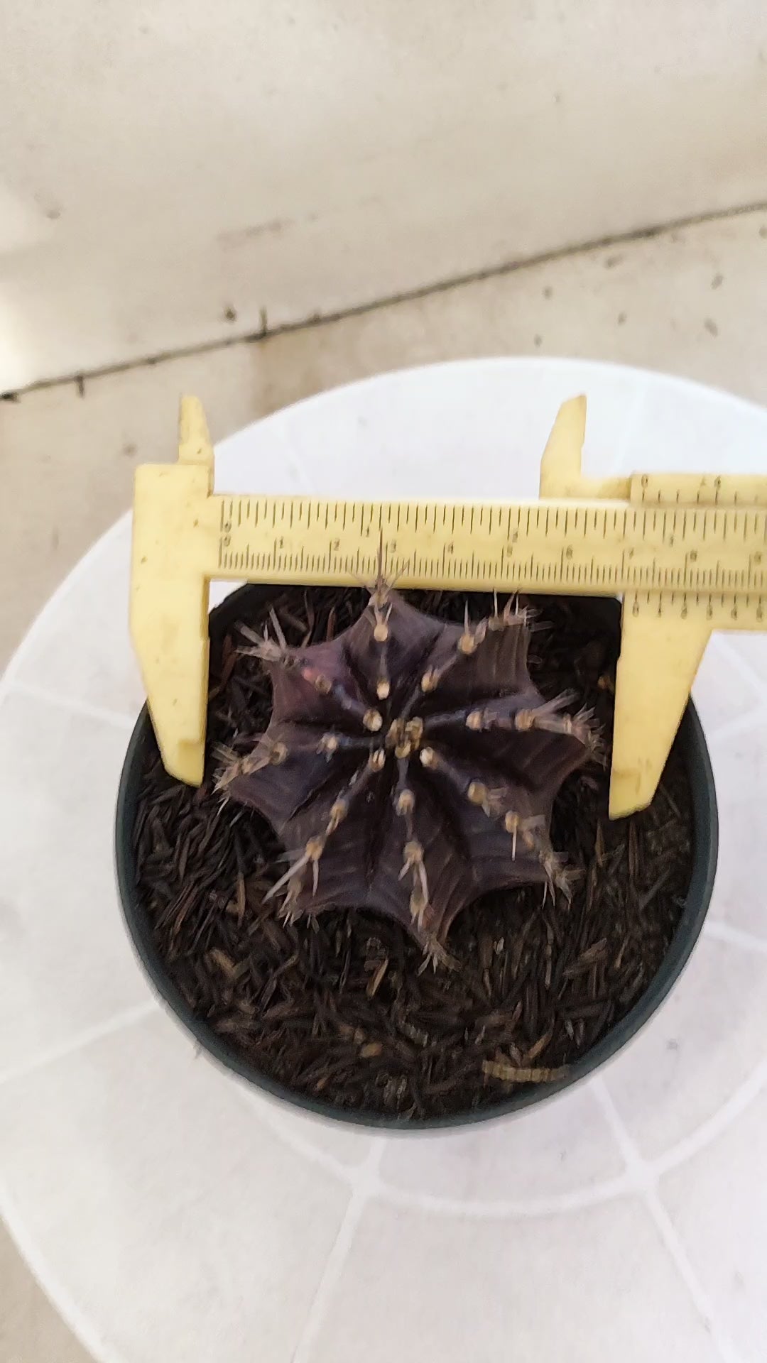 GYMNOCALYCIUM  "Black Window" - Nº 1200 – vaso 11