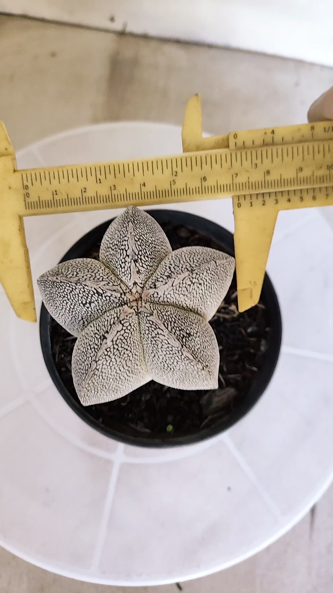 ASTROPHYTUM MYRIOSTIGMA Onzuka  Nº 467 – vaso 11