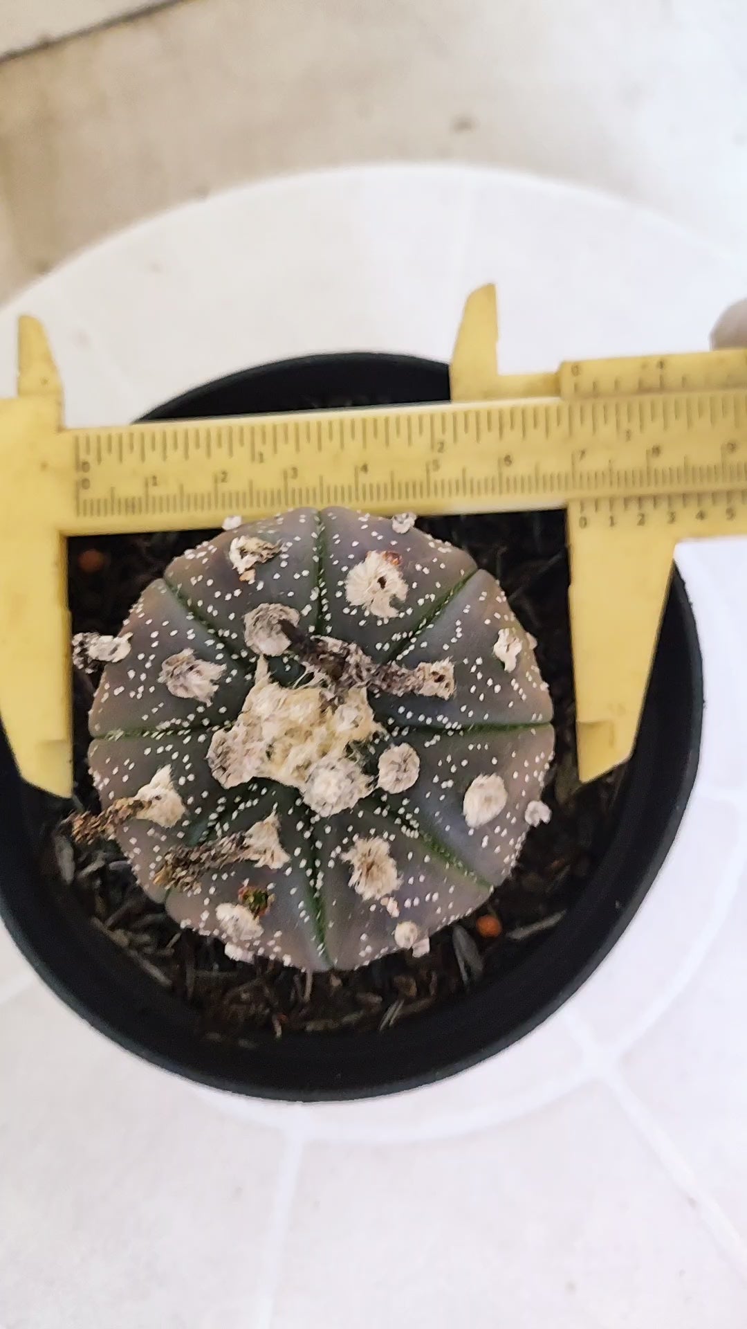 ASTROPHYTUM ASTERIAS “Purple”  Nº 1262 – vaso 11