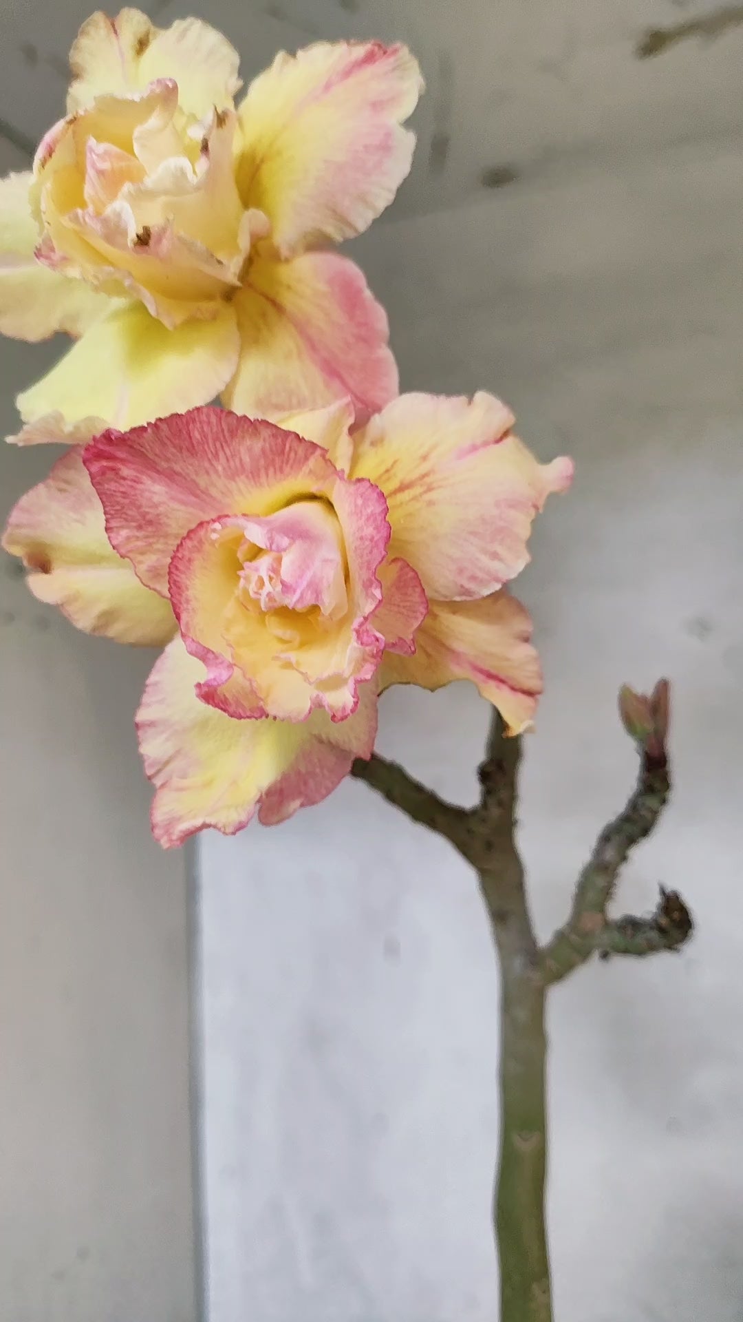 Planta Dobrada 3745 – 30cm – 02 anos
