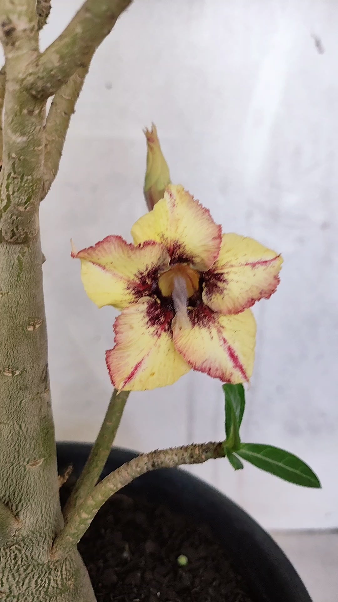 Planta Simples 3595 – 40cm – 03 anos