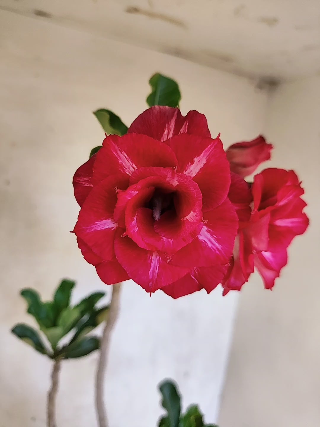Planta Dobrada 3866 – 35cm – 03 anos