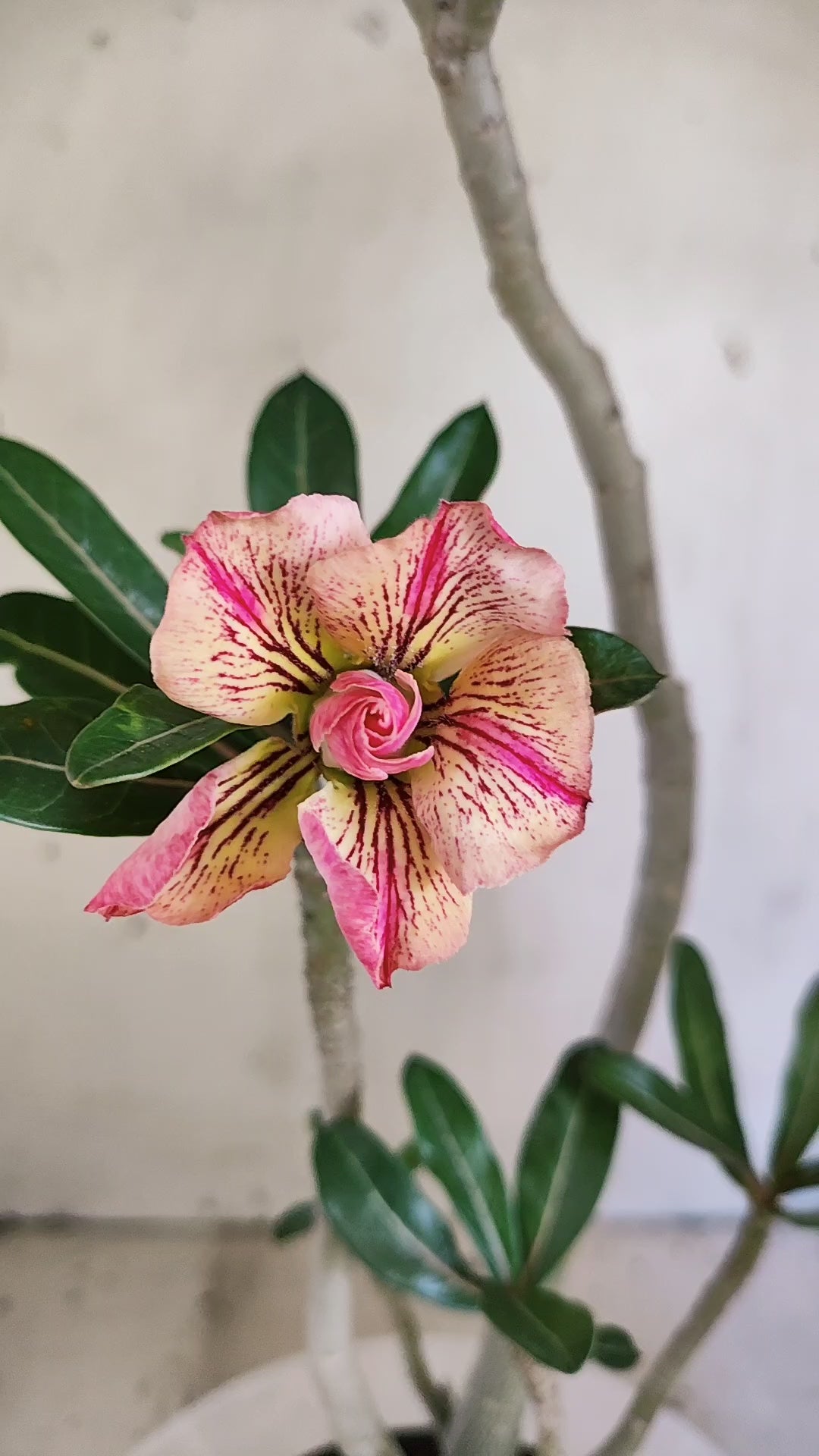 Planta Dobrada 4054 – 35cm – 03 anos - Vaso 15