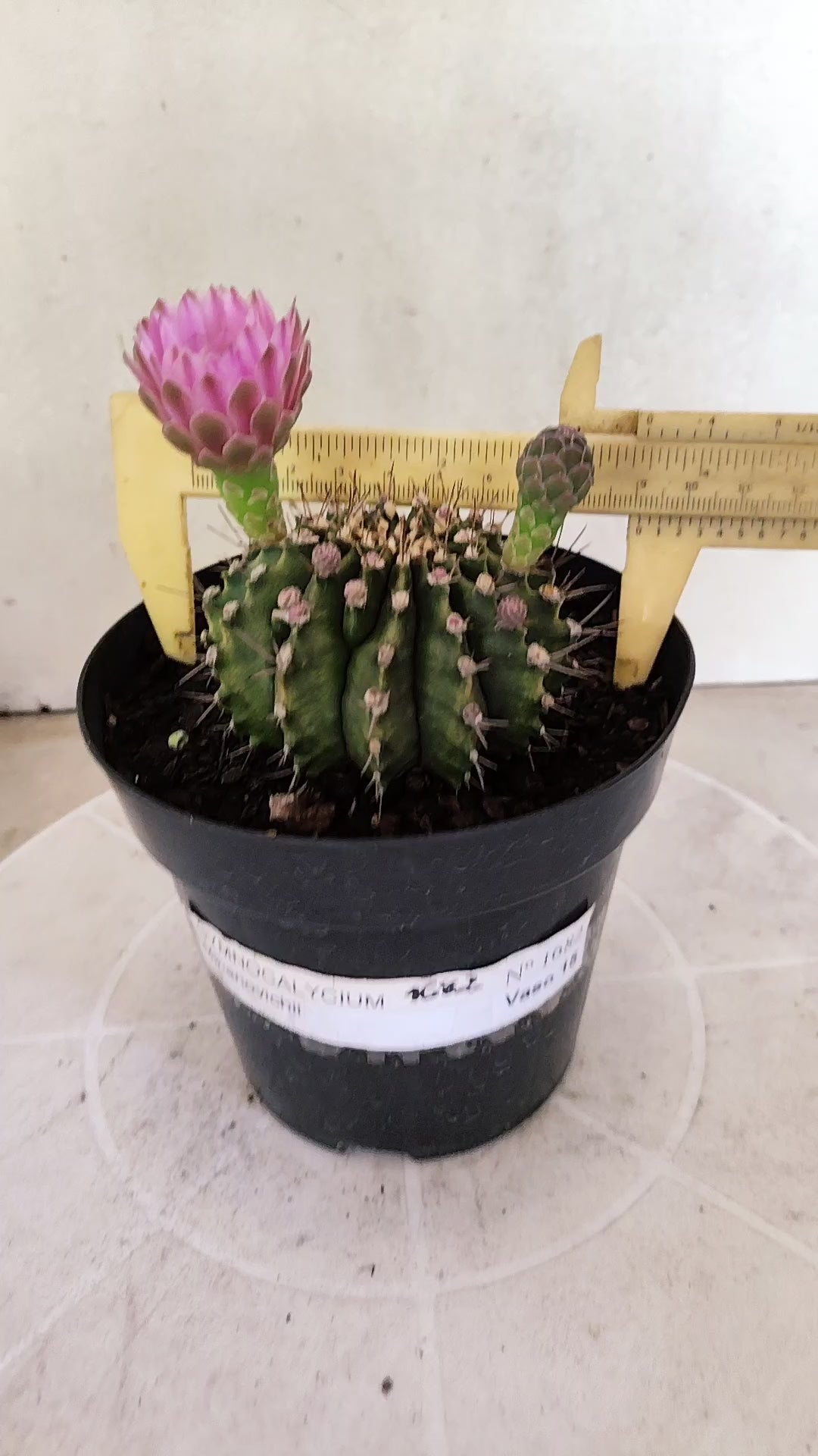 GYMNOCALYCIUM Mihanovichii Nº 1682 – vaso 15